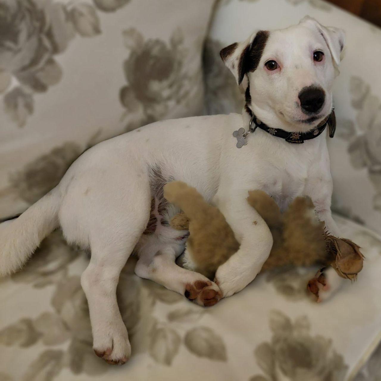 Soutěžní fotografie - Max,  Jack Russell Teriér