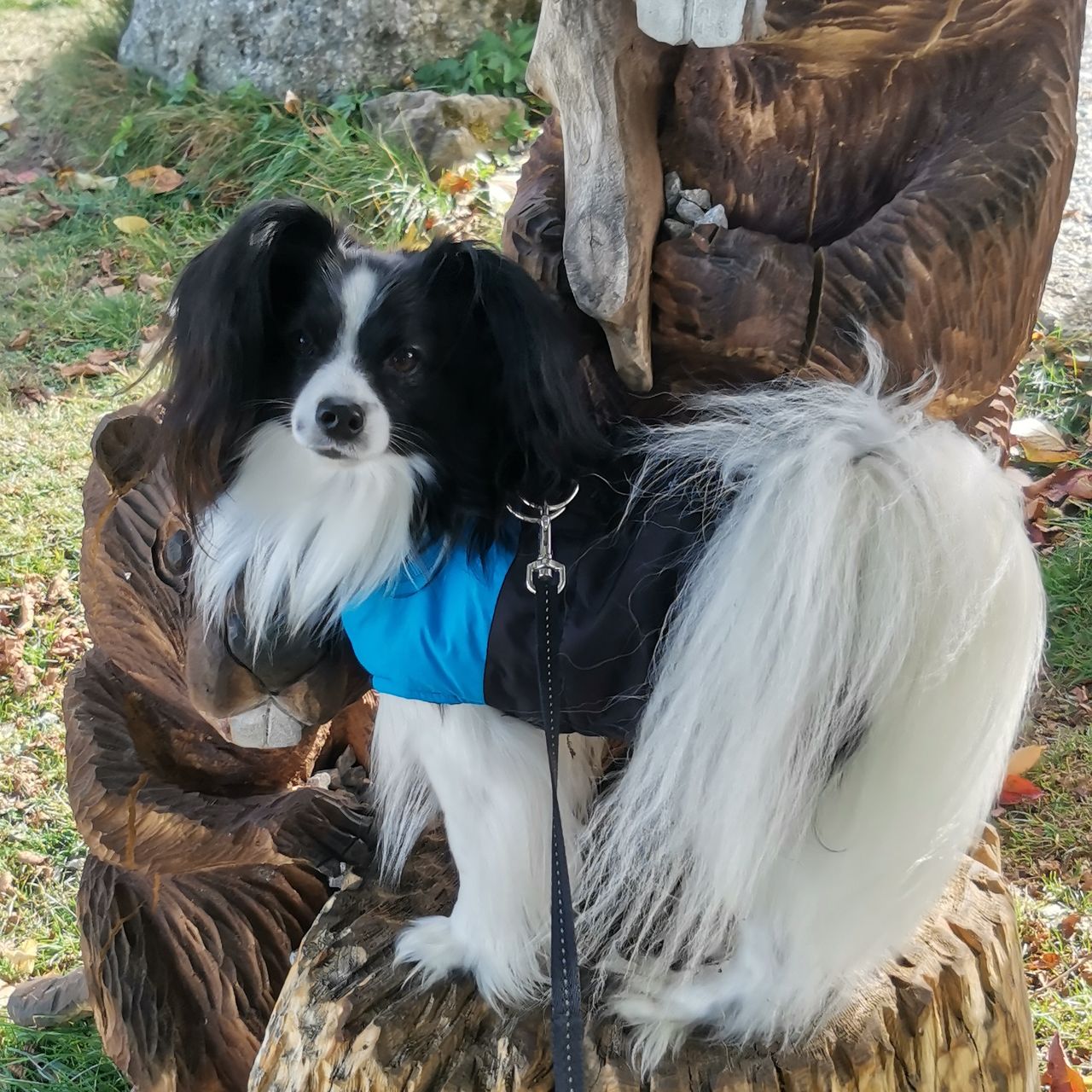 Soutěžní fotografie - Agi,  Papillon