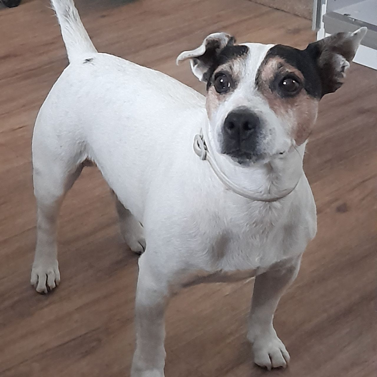 Soutěžní fotografie - Rocky,  Jack Russell Teriér