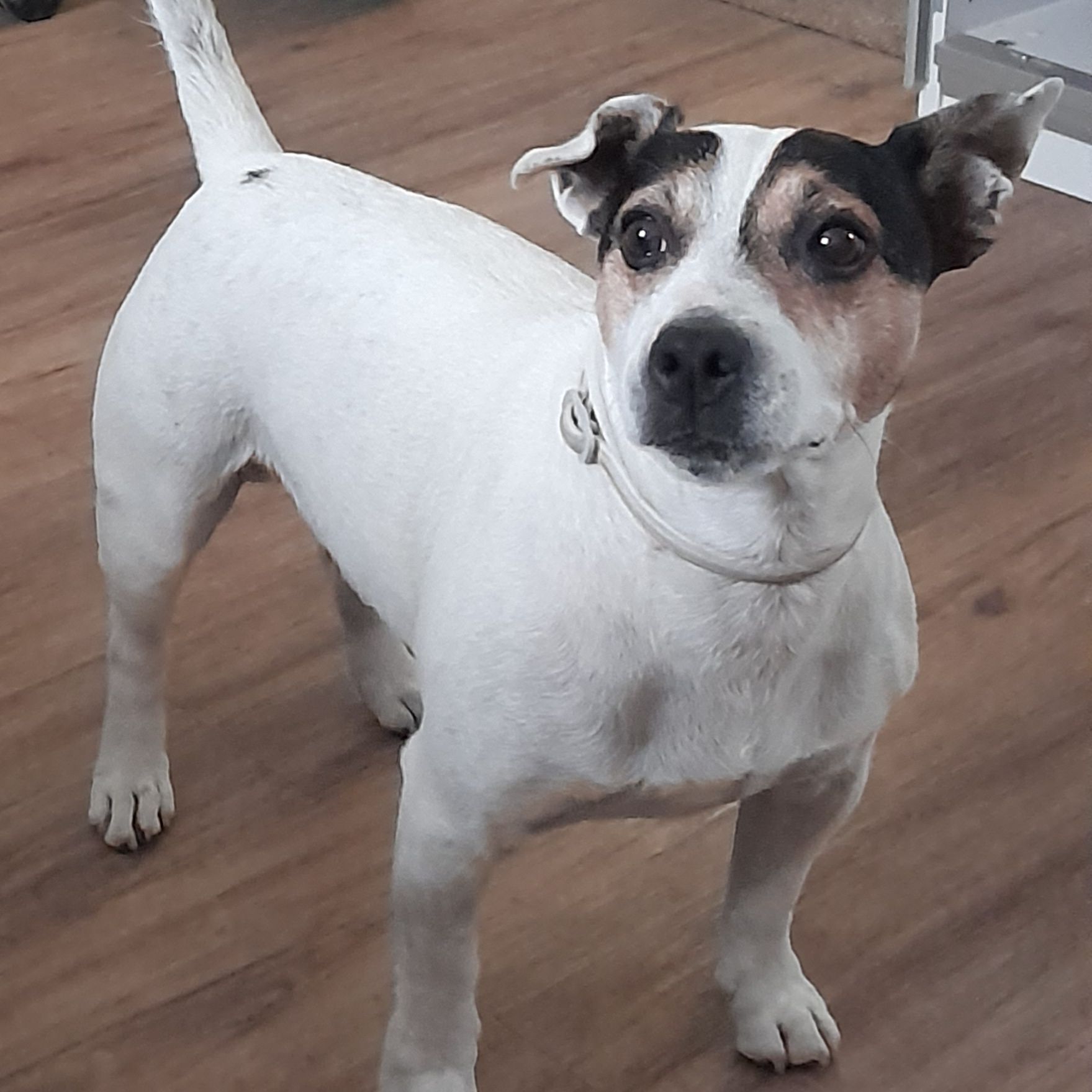 Soutěžní fotografie - Rocky,  Jack Russell Teriér