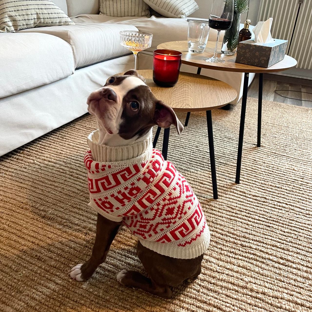 Soutěžní fotografie - Truffle ,  Bostonský terier