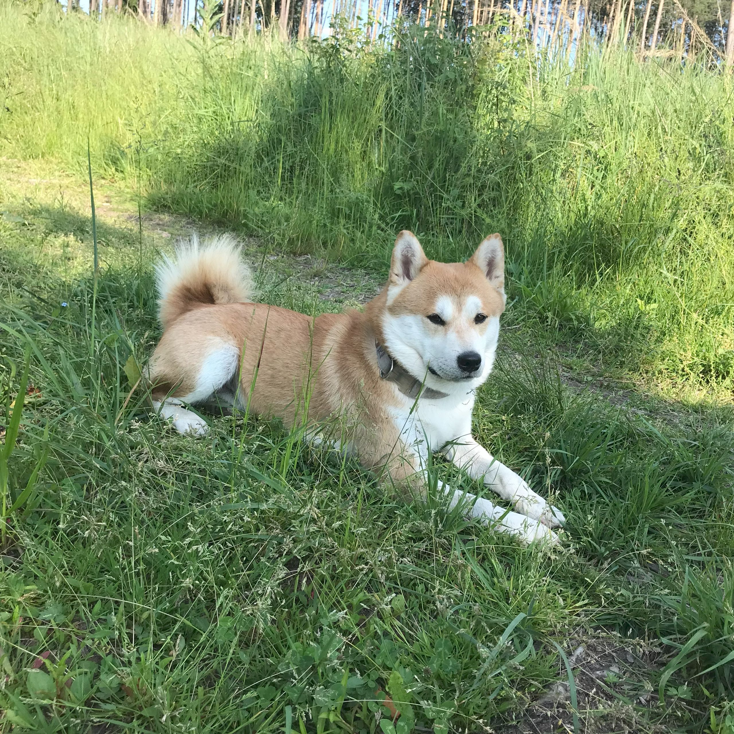 Soutěžní fotografie - Falco,  Shiba