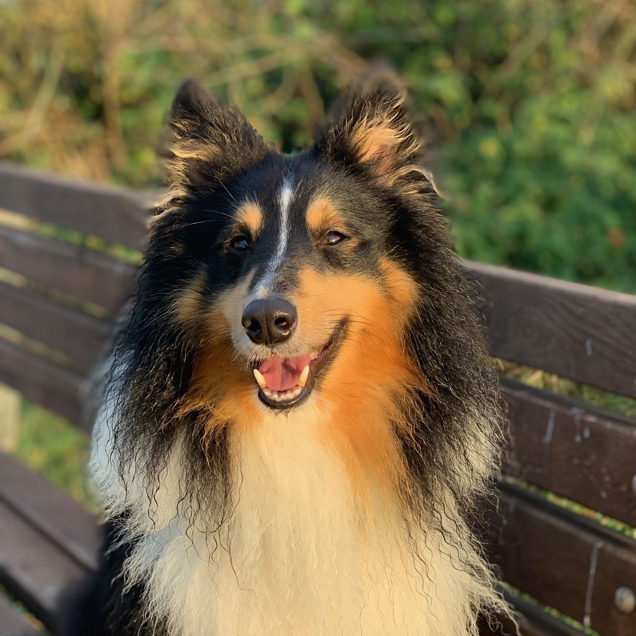 Soutěžní fotografie - Darcy,  Sheltie