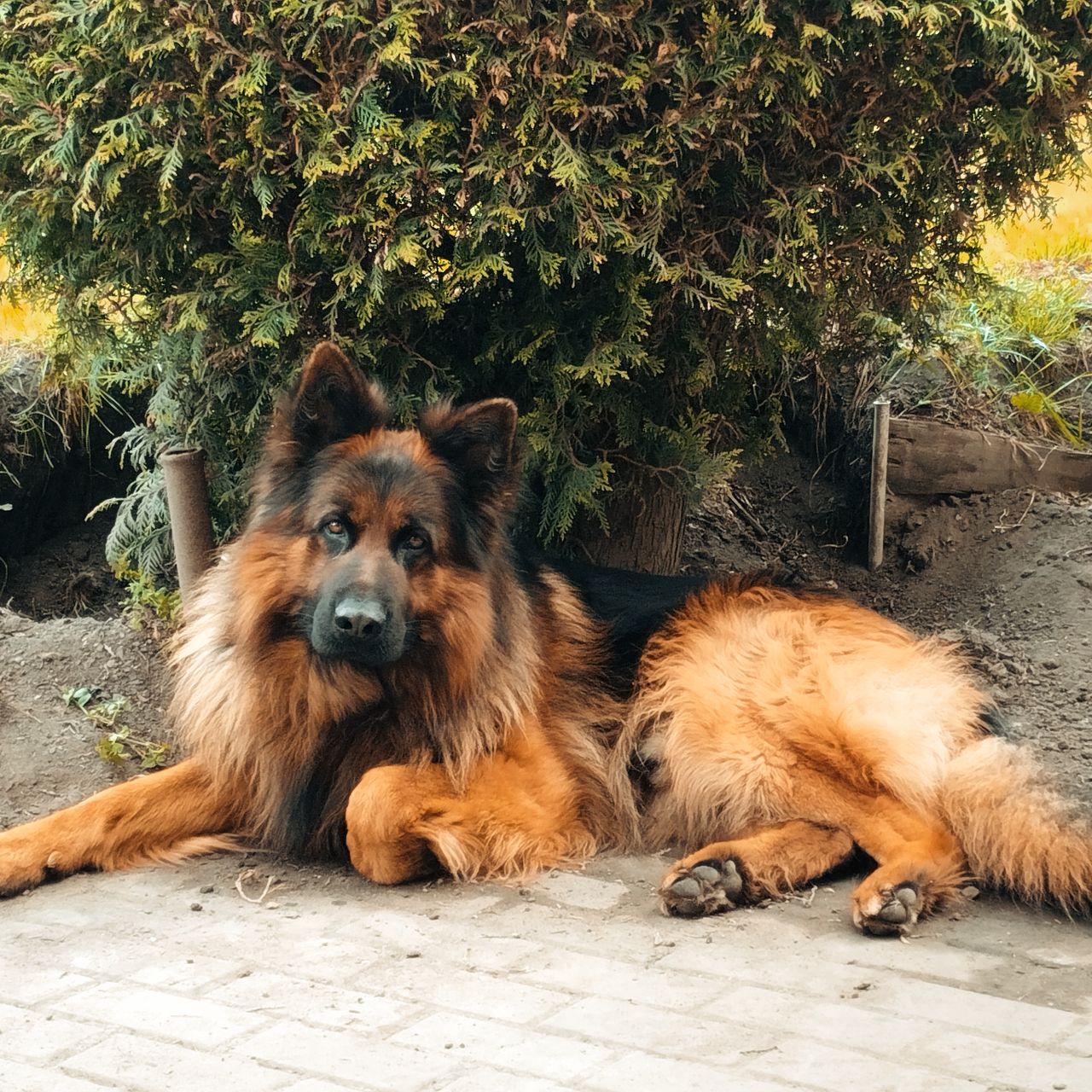 Soutěžní fotografie - Ozzy,  Německý ovčák