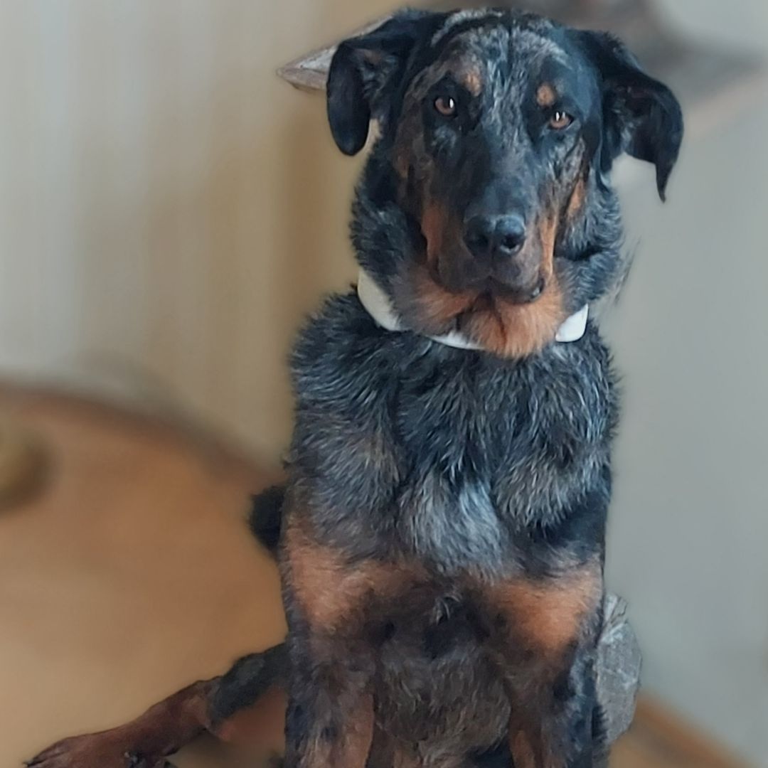 Soutěžní fotografie - Agatha,  Beauceron Berger de Beauce