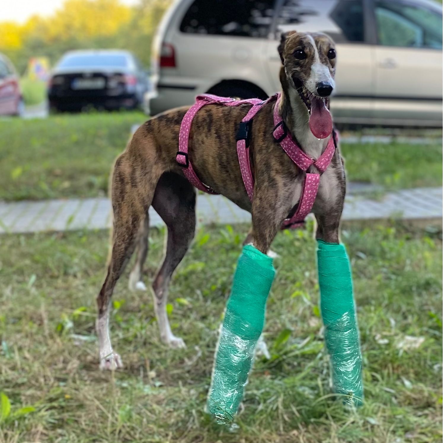 Soutěžní fotografie - Heidi ,  Anglický chrt (Greyhound)