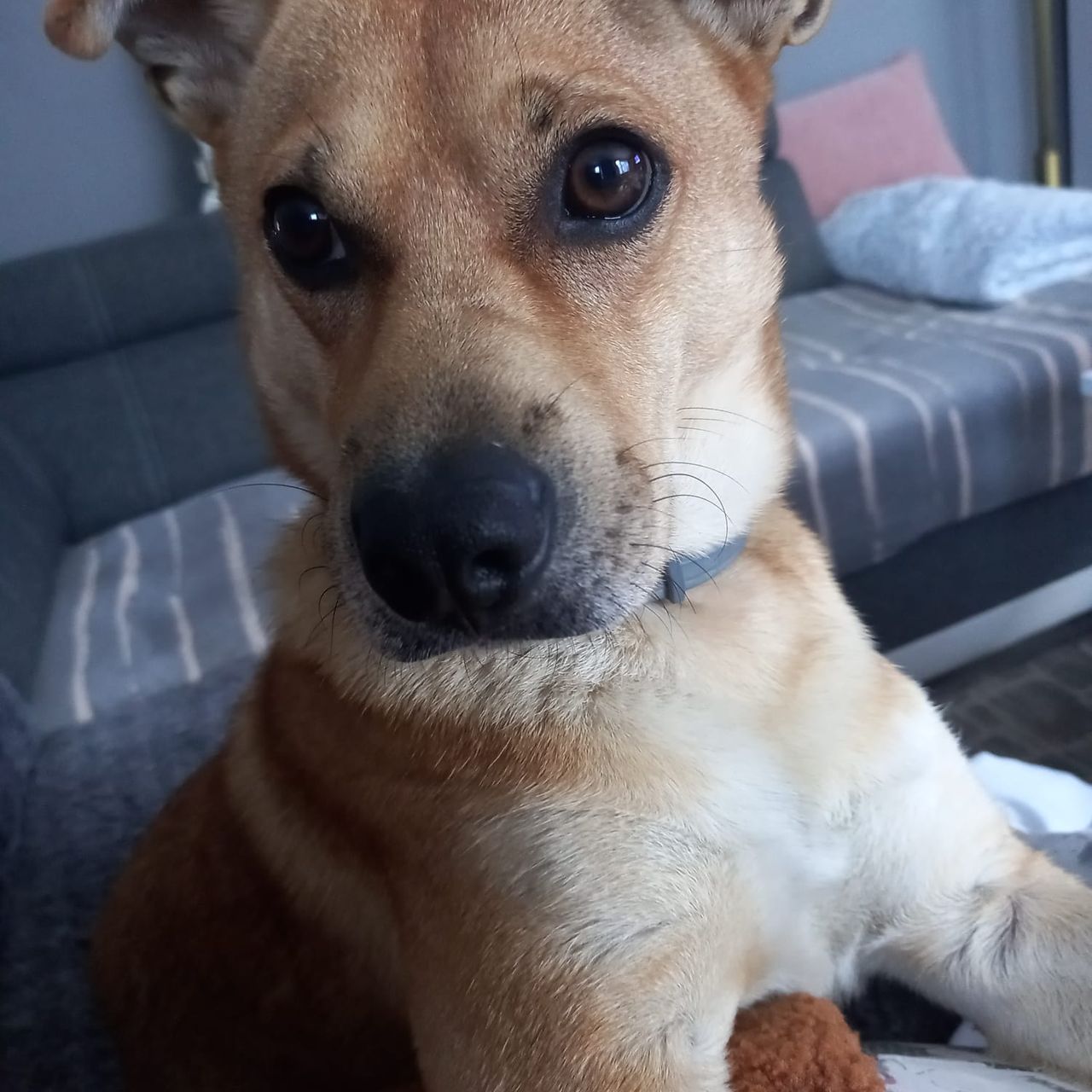 Soutěžní fotografie - Maxik,  Jack Russell Teriér
