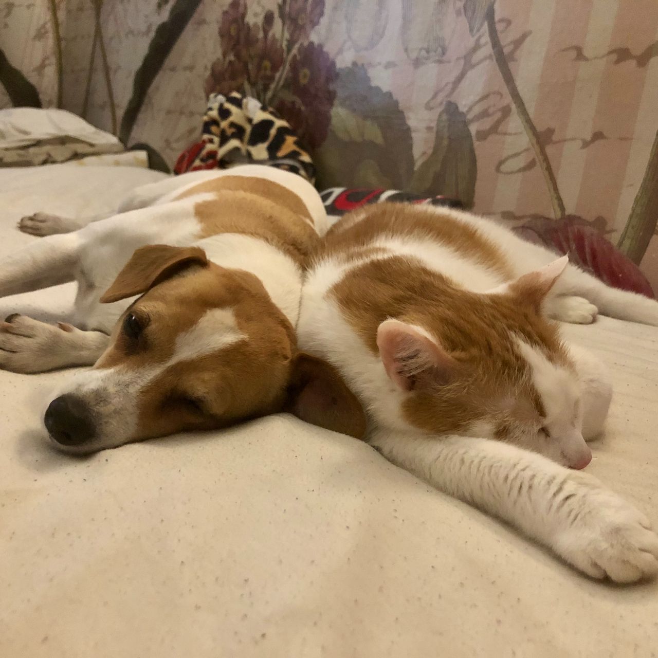 Soutěžní fotografie - Lili,  Jack Russell Teriér