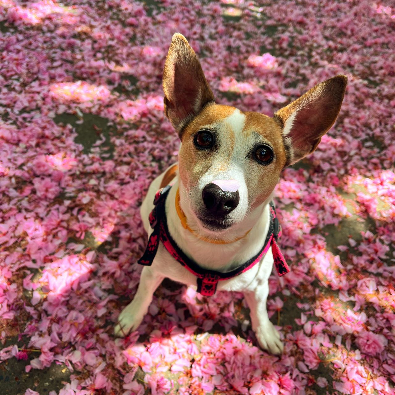 Soutěžní fotografie - Miley,  Jack Russell Teriér