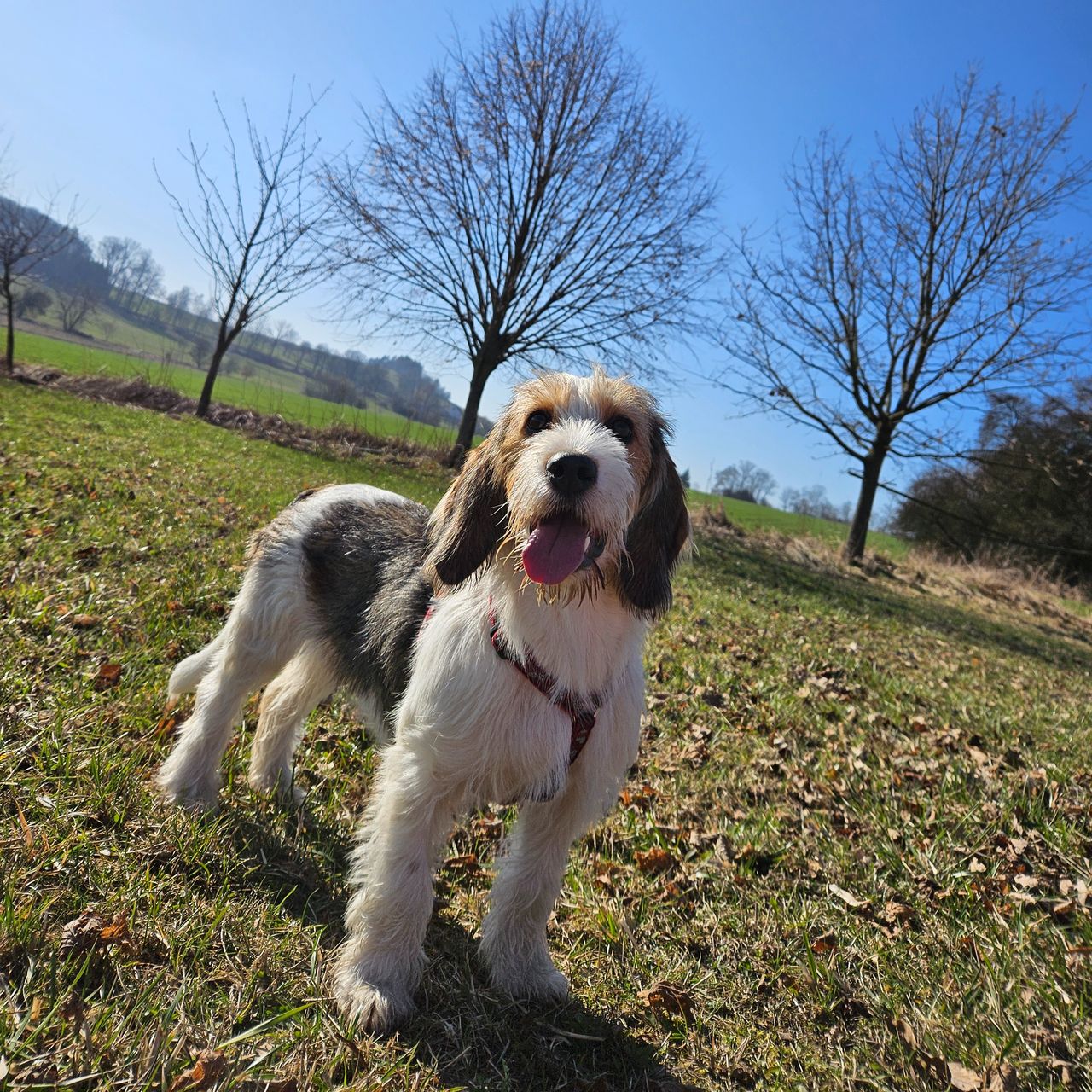 Soutěžní fotografie - Terezka,  Malý hrubosrstý vendéeský basset