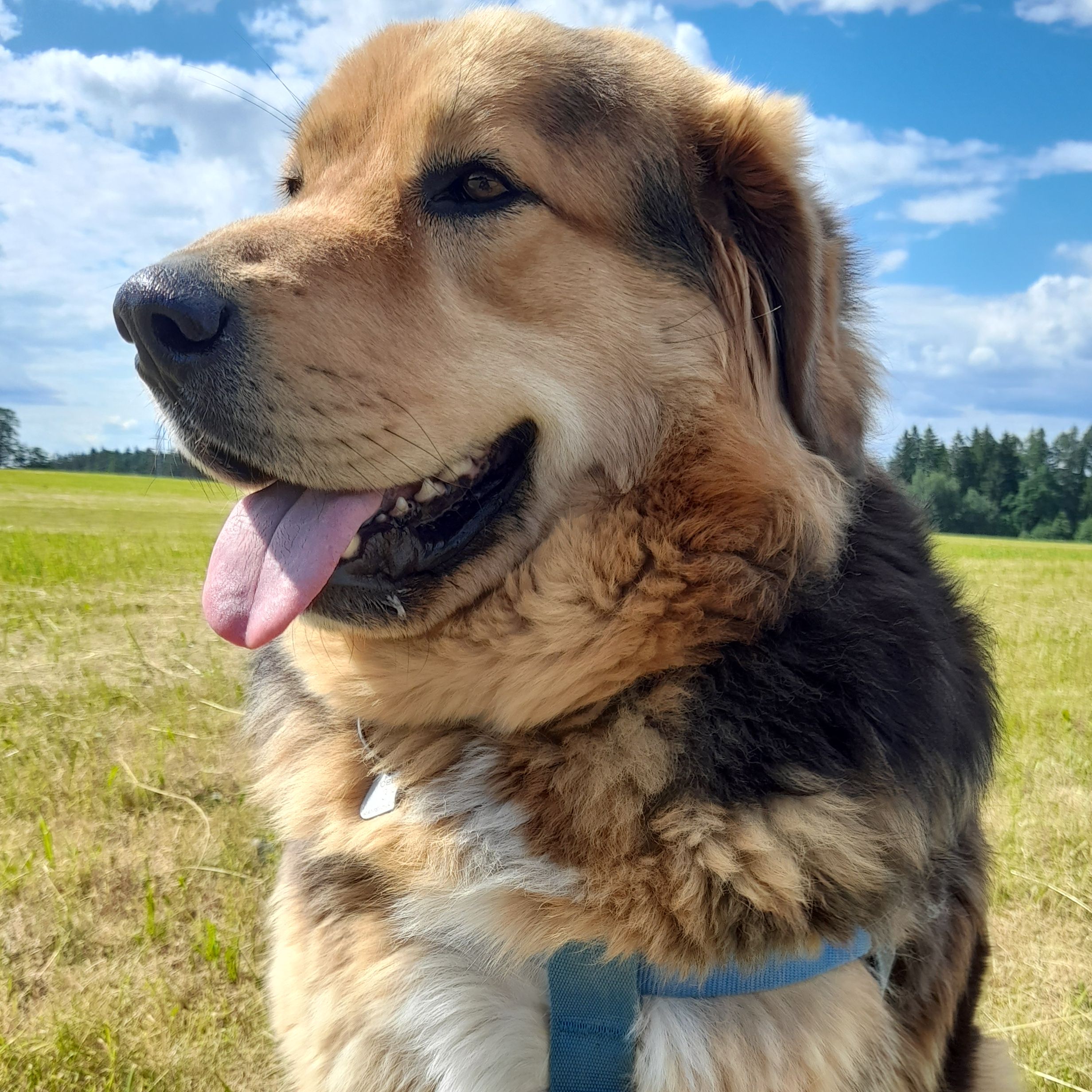 Soutěžní fotografie - Max,  Ostatní