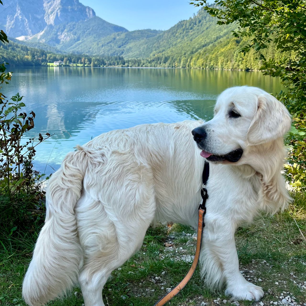 Soutěžní fotografie - Dash,  Zlatý retriever