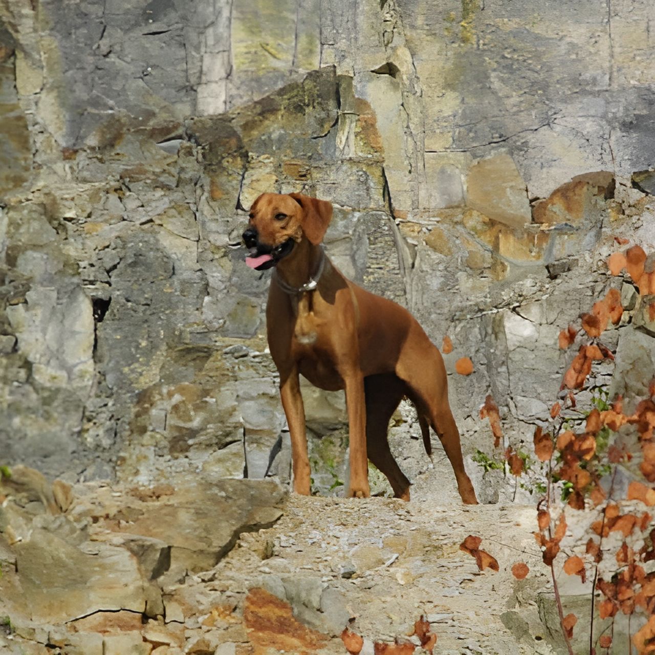 Soutěžní fotografie - Dora,  Rhodéský ridgeback
