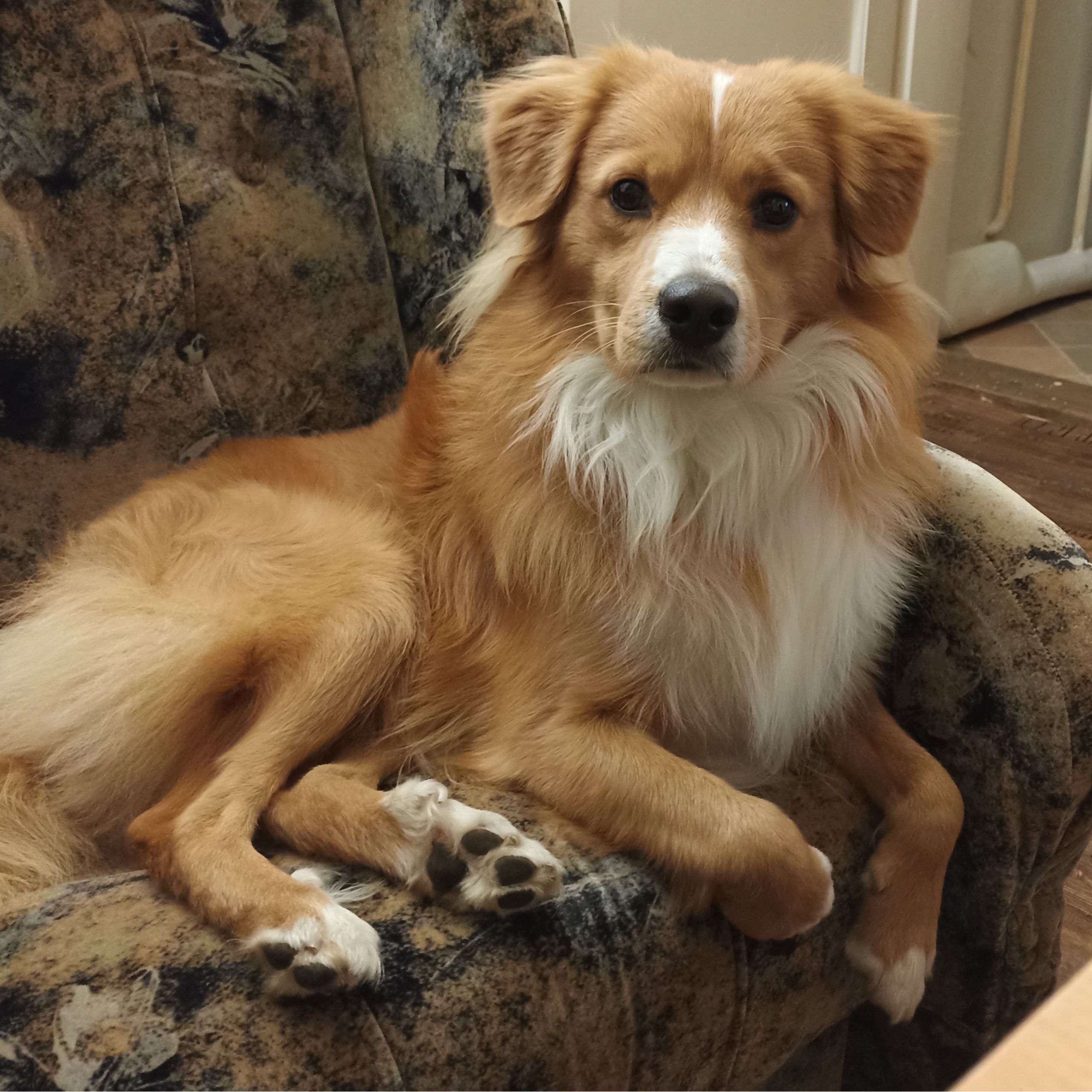 Soutěžní fotografie - Timmy,  Nova Scotia Duck Tolling Retriever