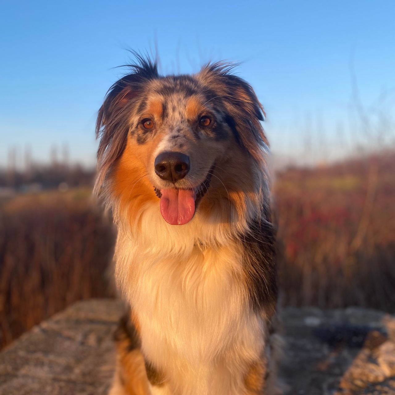 Soutěžní fotografie - Bessie,  Australský ovčák