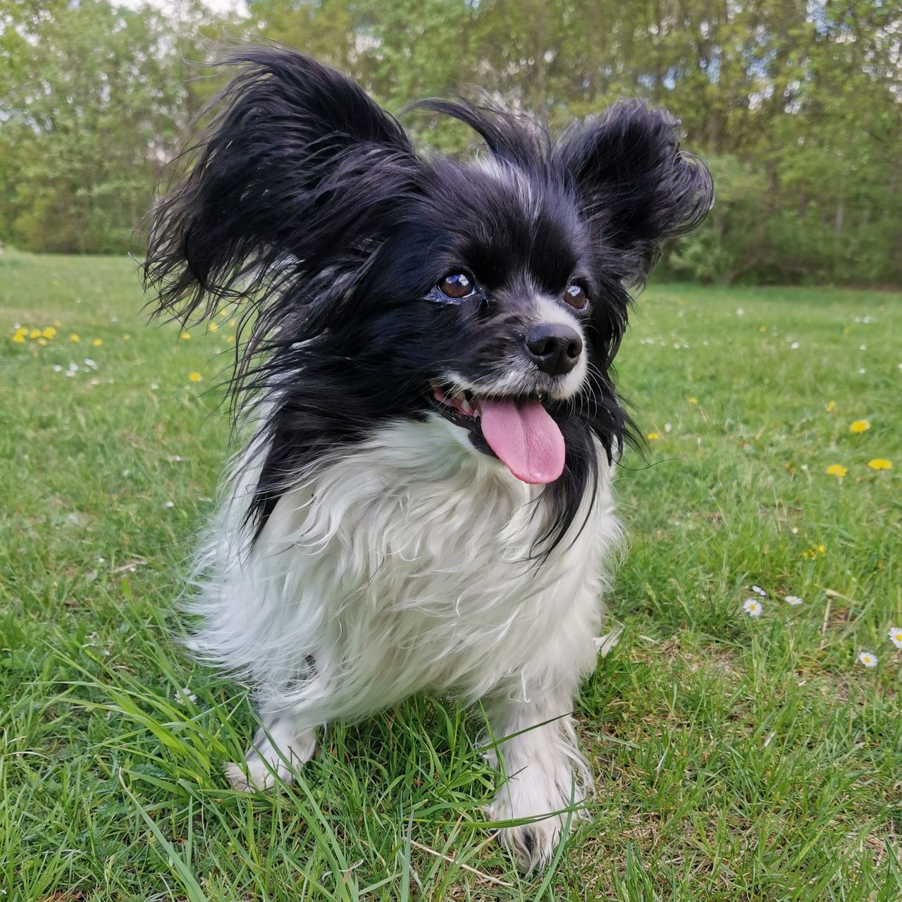Soutěžní fotografie - Free,  Papillon