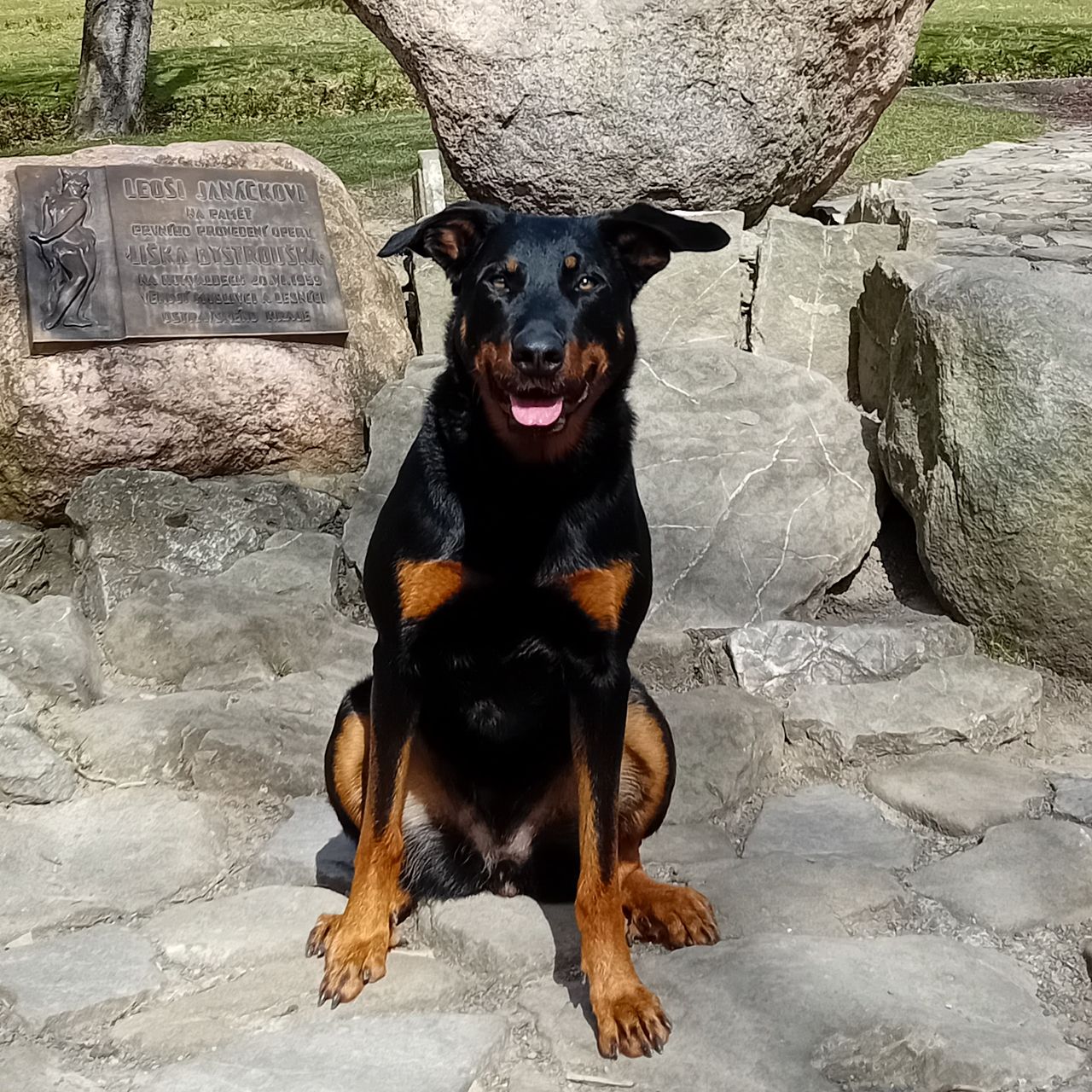 Soutěžní fotografie - Eireen,  Beauceron Berger de Beauce