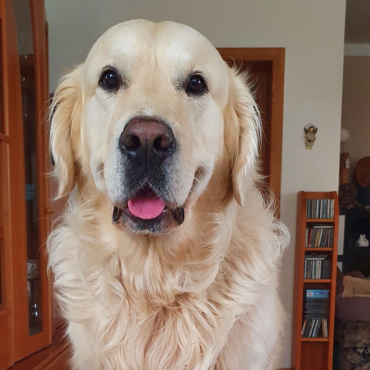 Soutěžní fotografie - Hugo,  Zlatý retriever
