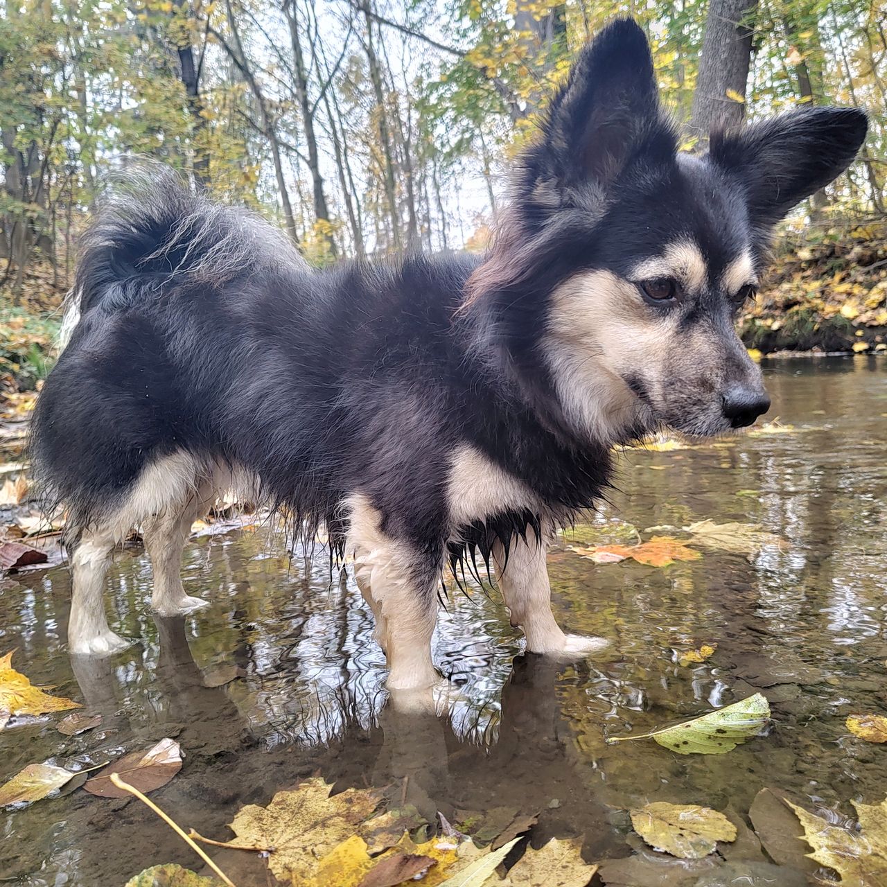 Soutěžní fotografie - Bobeš ,  Ostatní