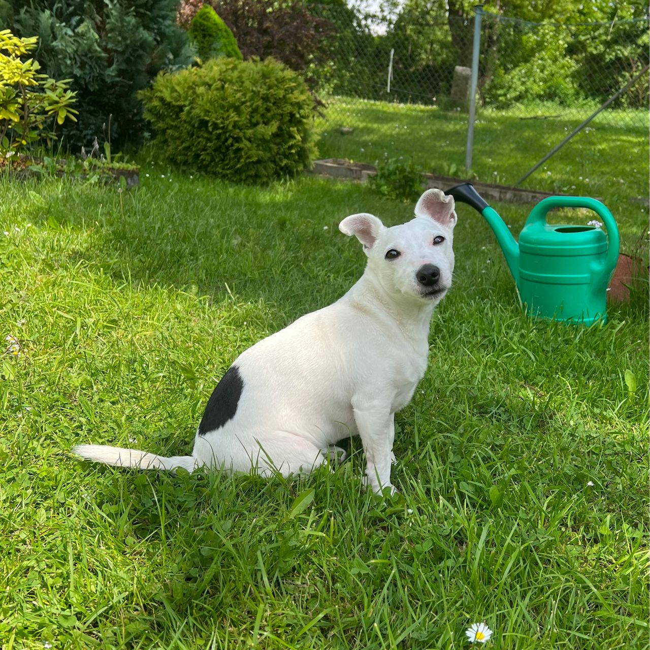 Soutěžní fotografie - Čak,  Jack Russell Teriér