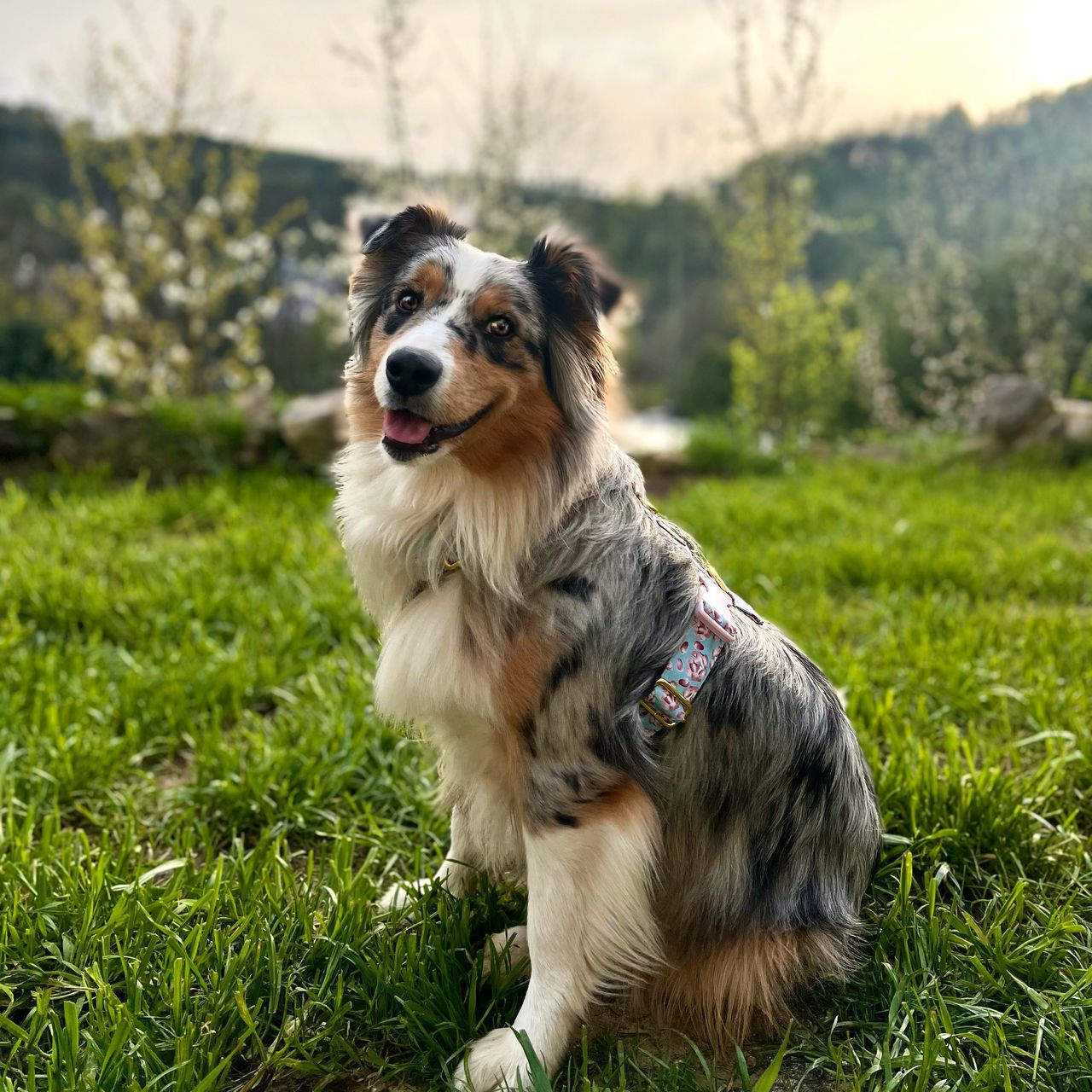 Soutěžní fotografie - Freya,  Australský ovčák