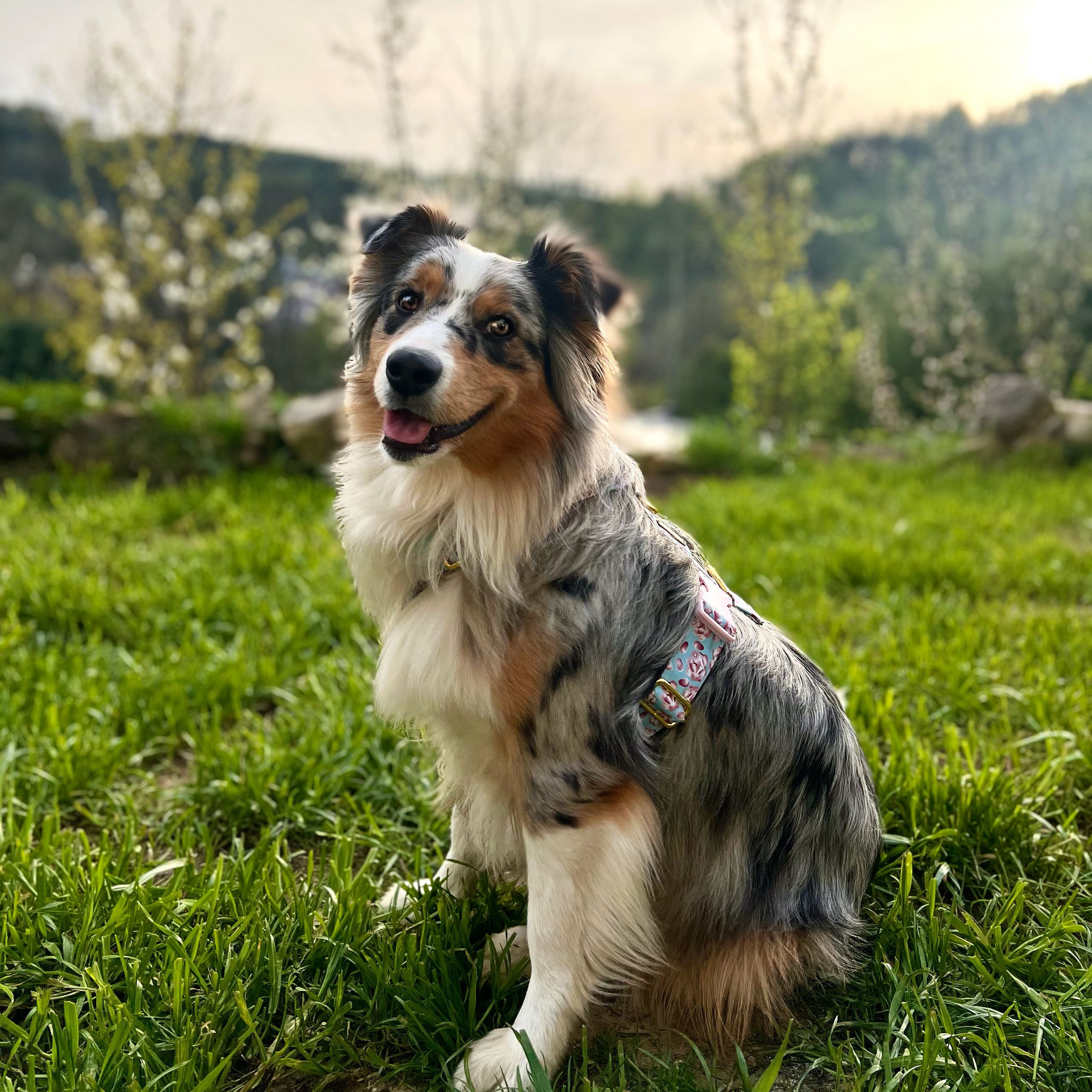Soutěžní fotografie - Freya,  Australský ovčák