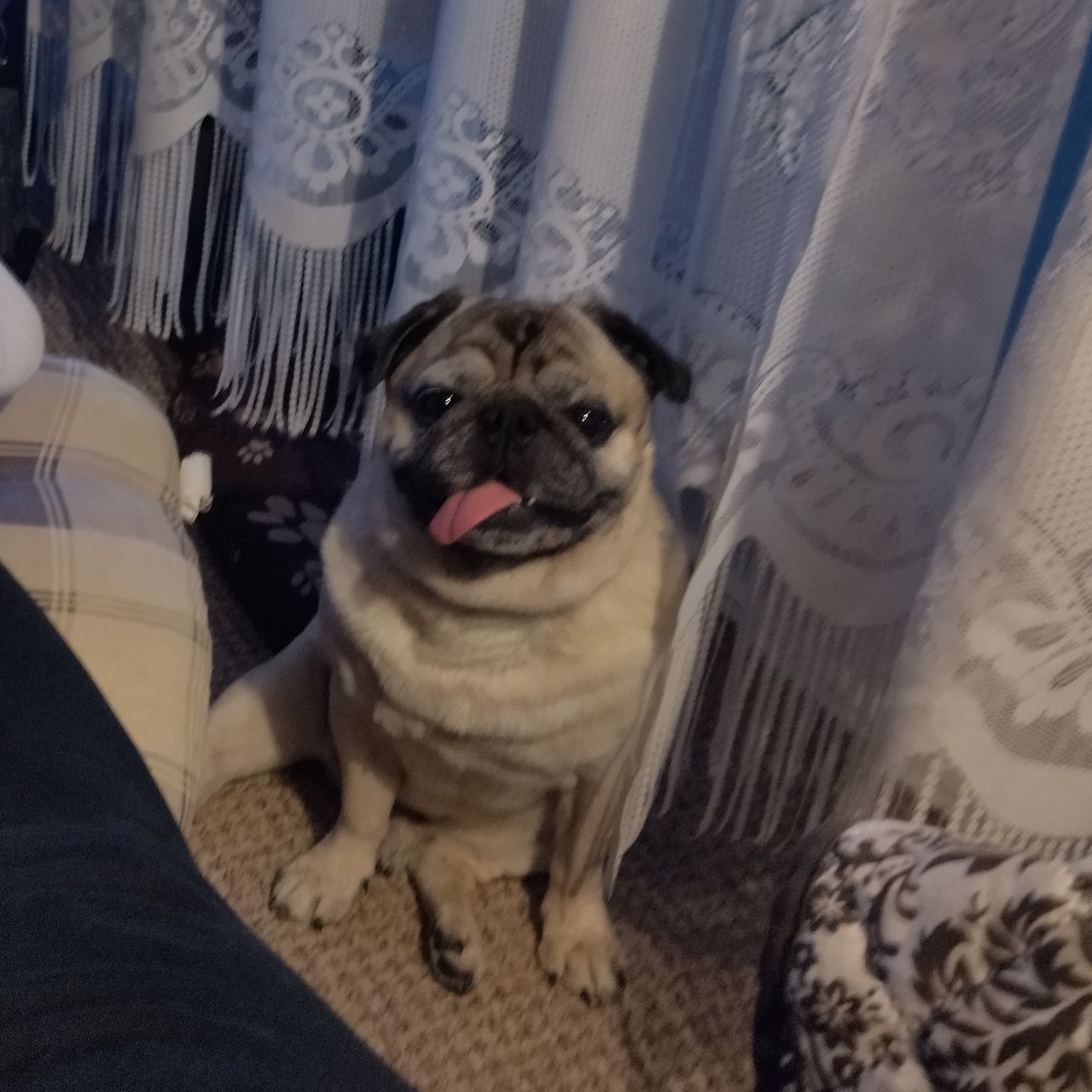 Soutěžní fotografie - Tobišek,  Mops