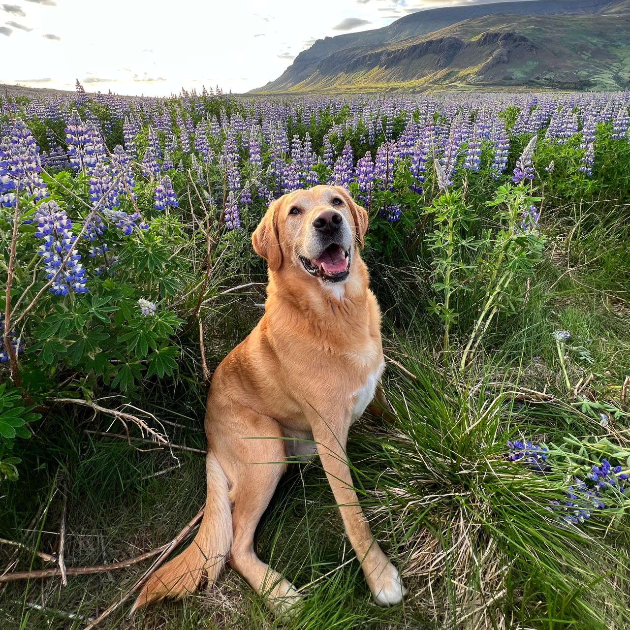 Soutěžní fotografie - Max,  Labradorský retriever