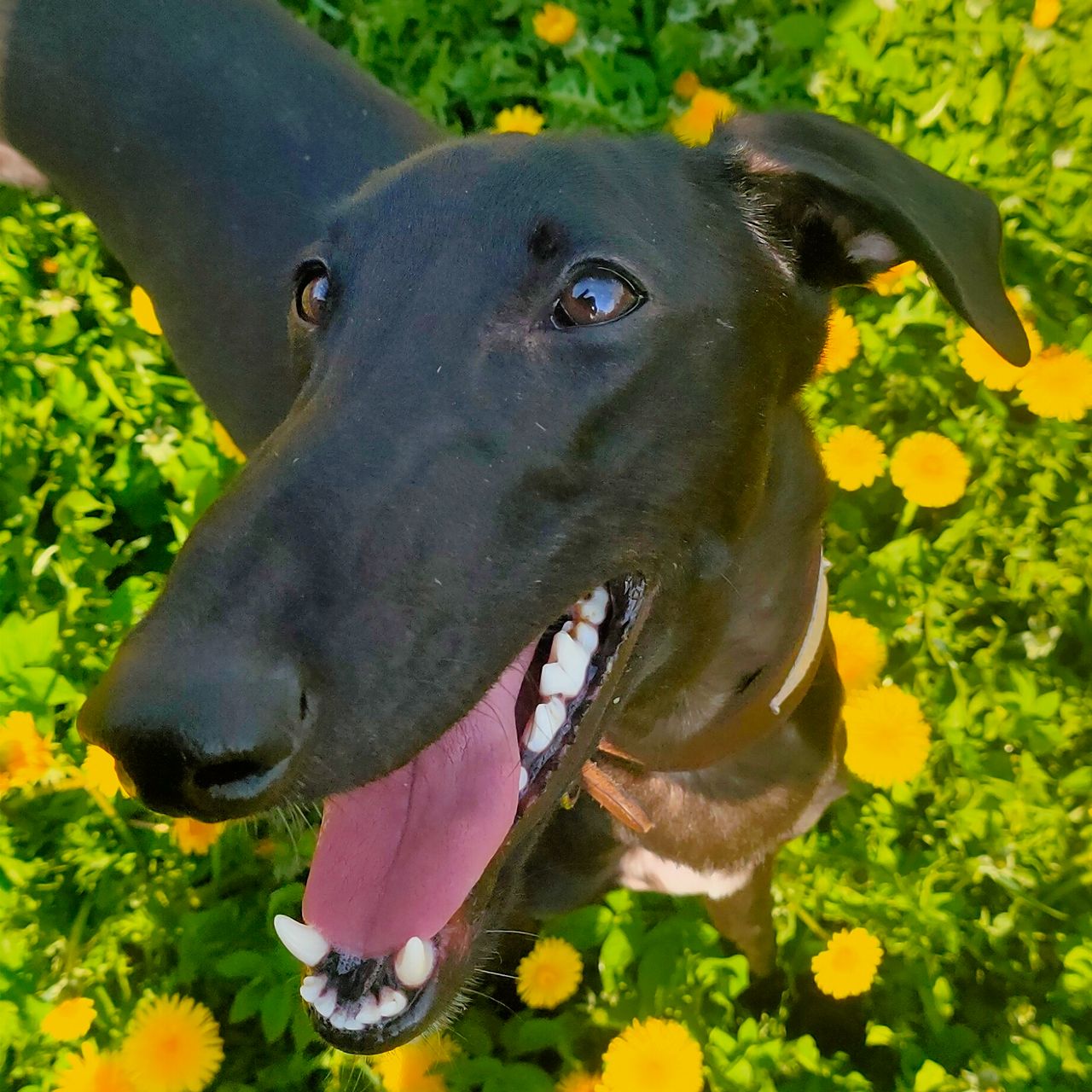 Soutěžní fotografie - Carbon,  Španělský galgo