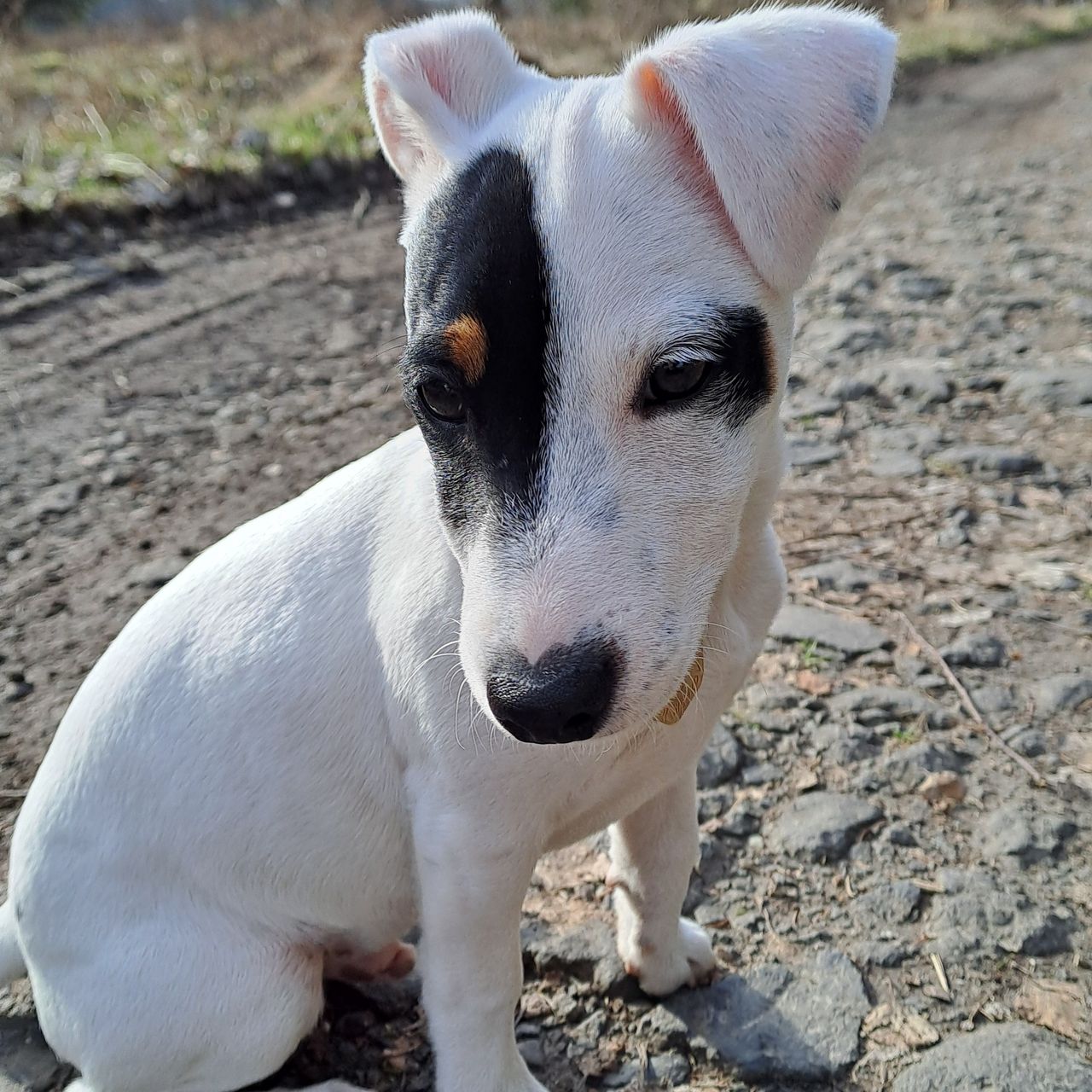 Soutěžní fotografie - Russel,  Jack Russell Teriér