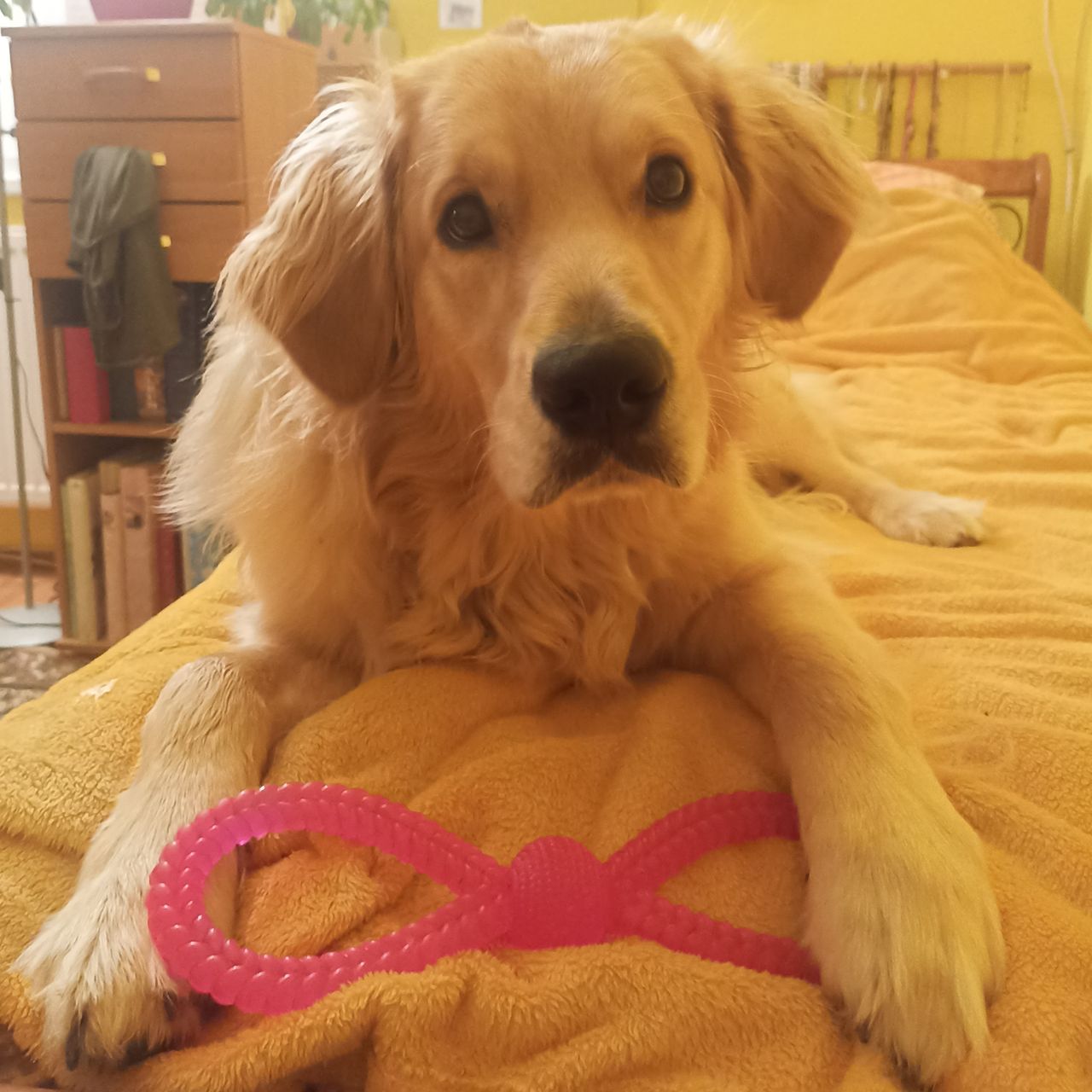 Soutěžní fotografie - Hugo,  Zlatý retriever