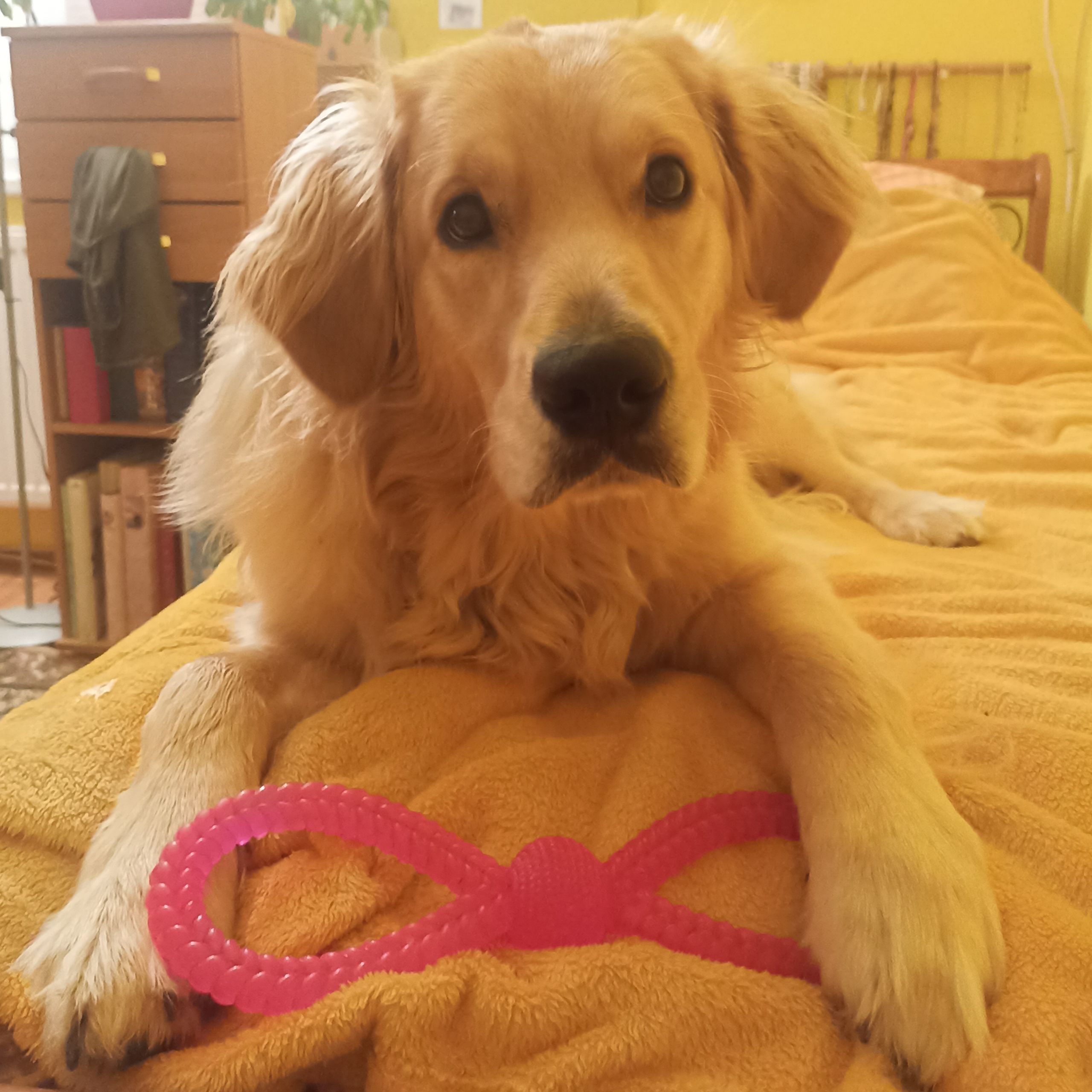 Soutěžní fotografie - Hugo,  Zlatý retriever