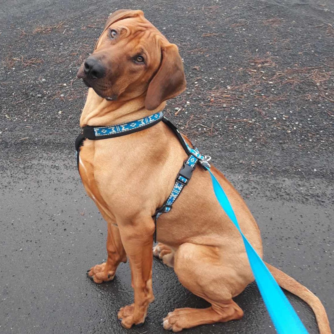Soutěžní fotografie - Charlie,  Rhodéský ridgeback