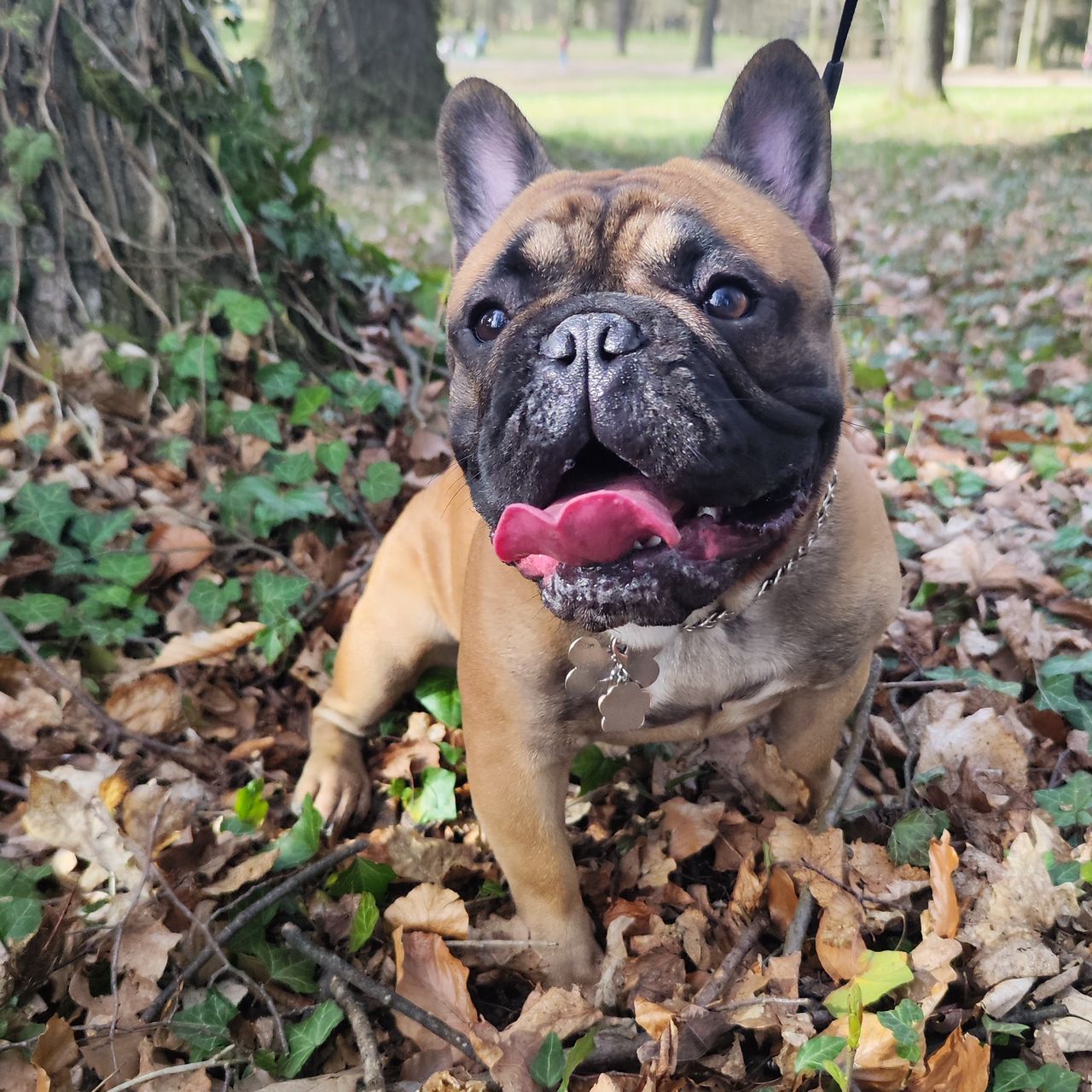 Soutěžní fotografie - Buddy ,  Francouzský buldoček