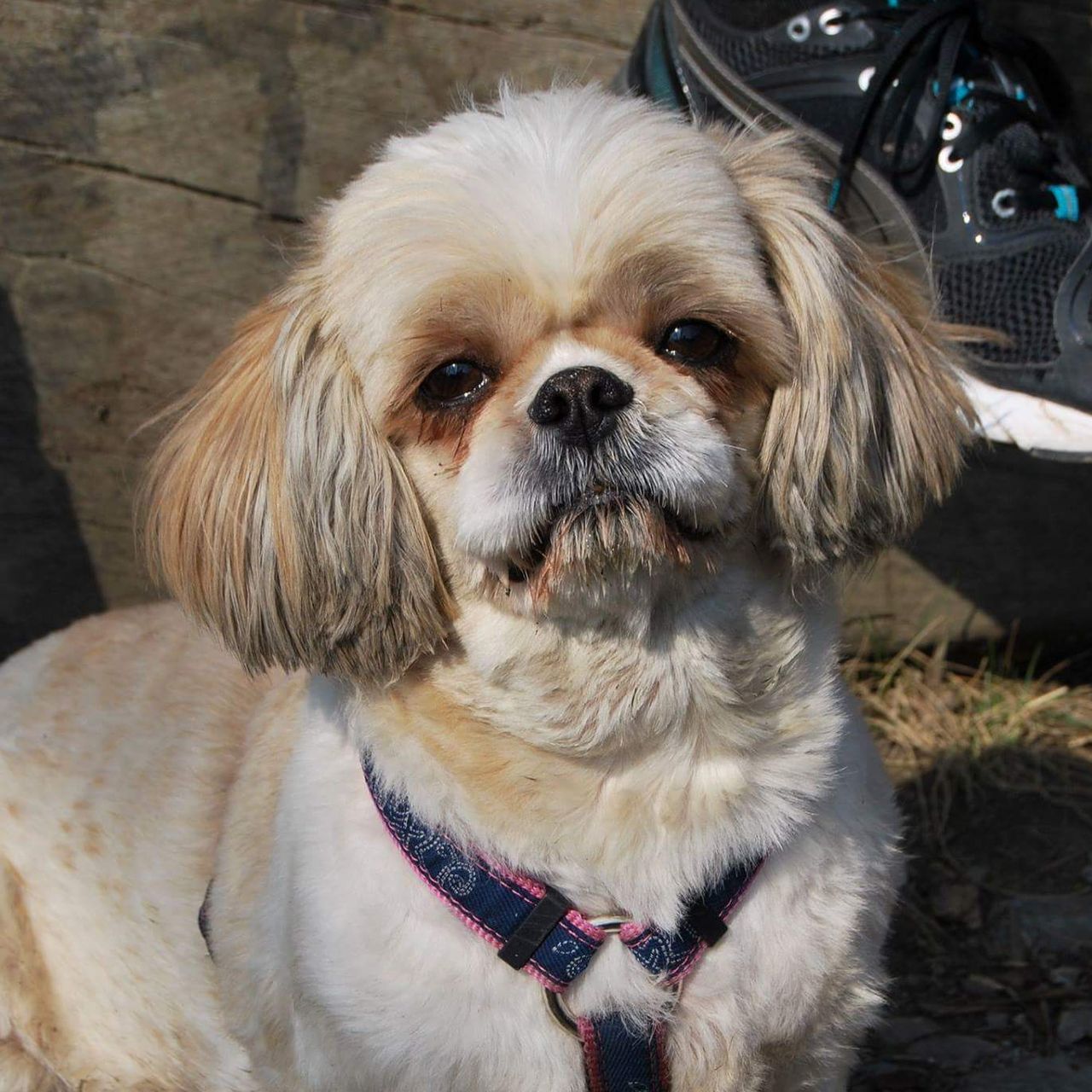 Soutěžní fotografie - Tarinka,  Shih-tzu