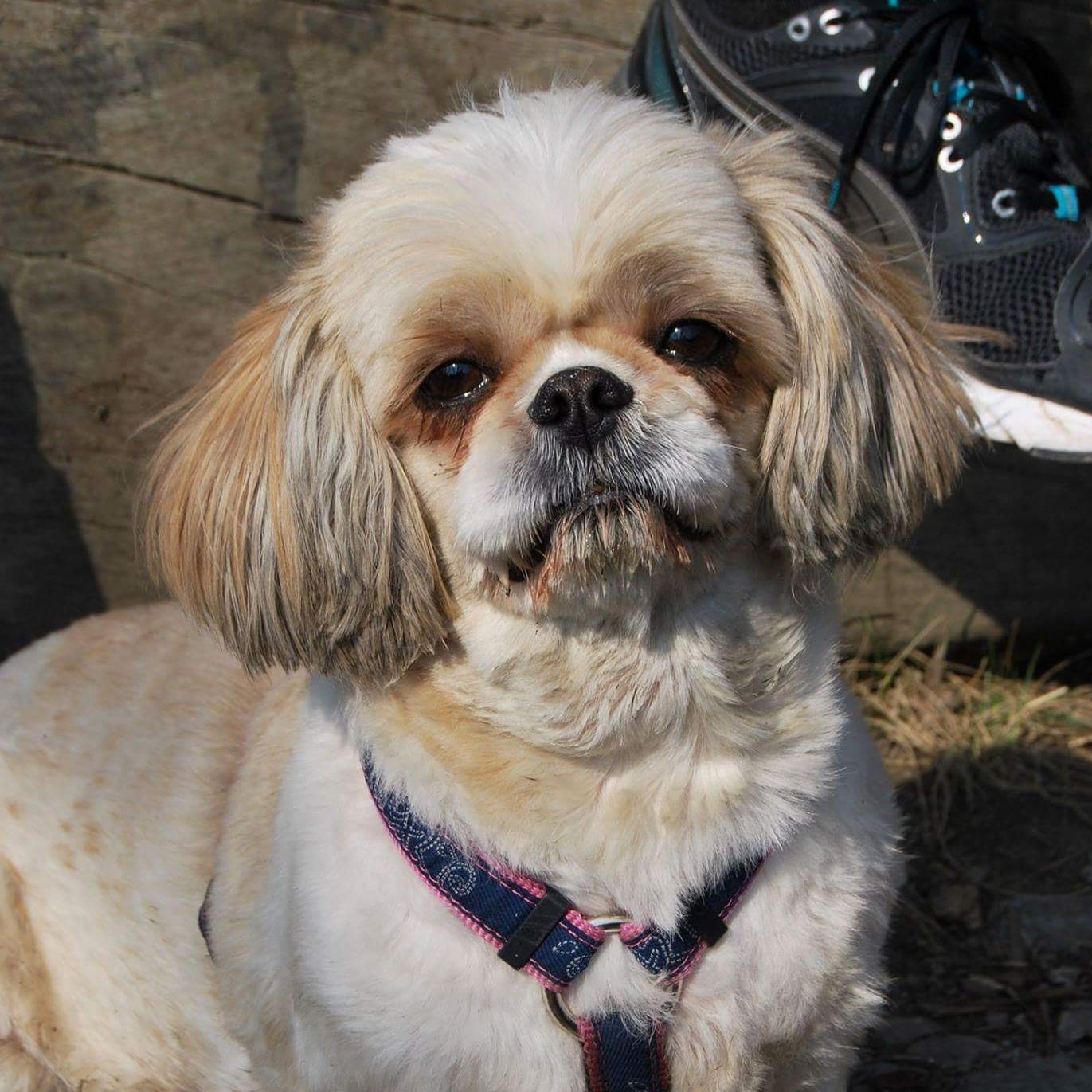 Soutěžní fotografie - Tarinka,  Shih-tzu