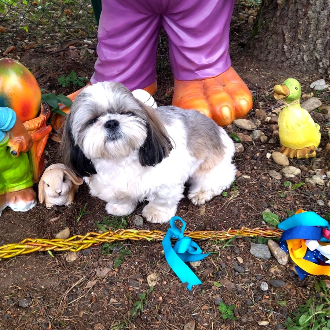Soutěžní fotografie - Kimi,  Shih-tzu