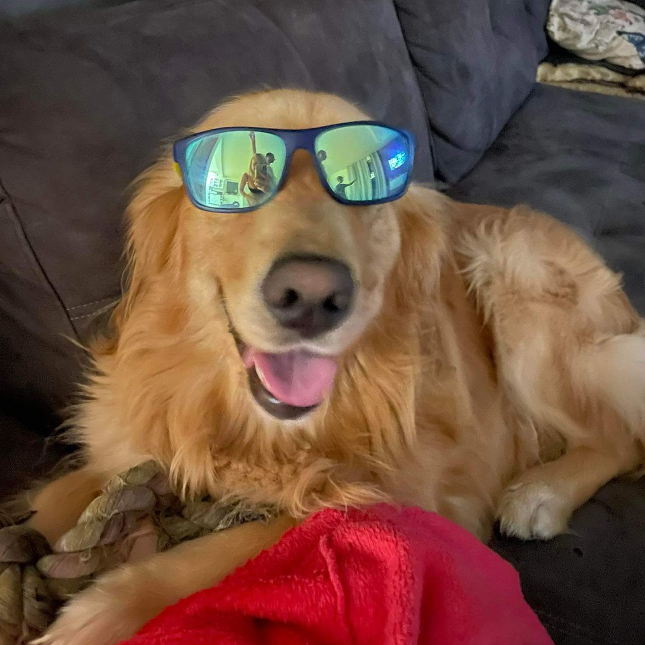 Soutěžní fotografie - Monty,  Zlatý retriever