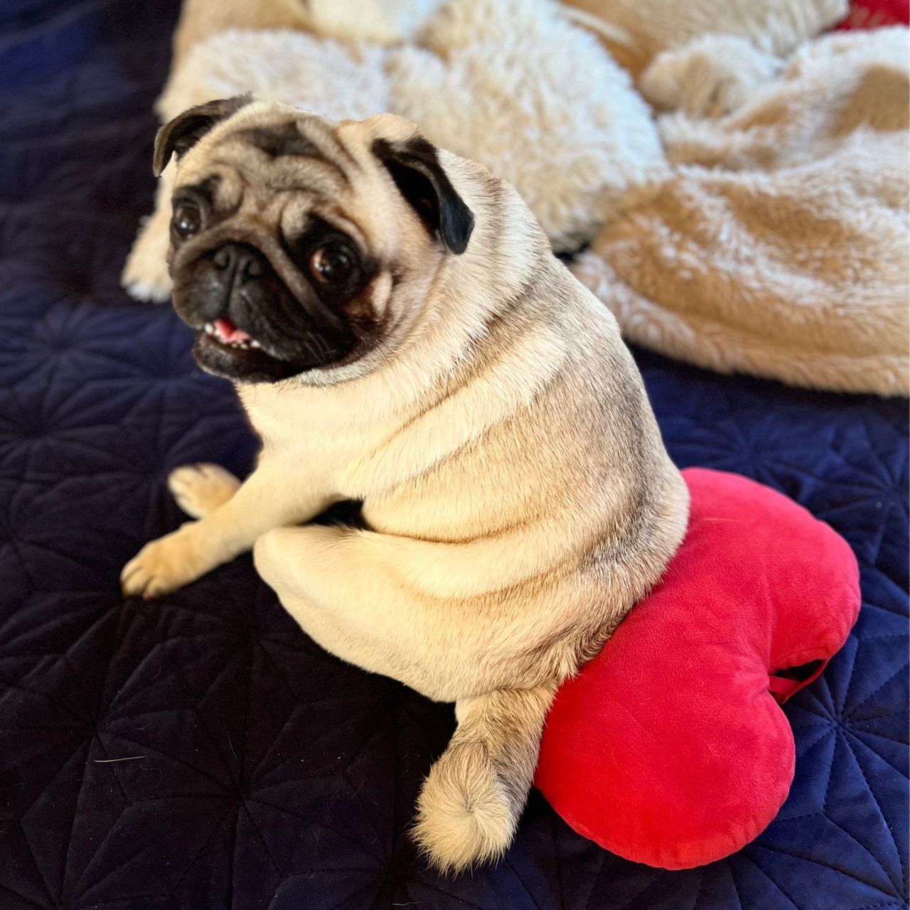 Soutěžní fotografie - Rony,  Mops