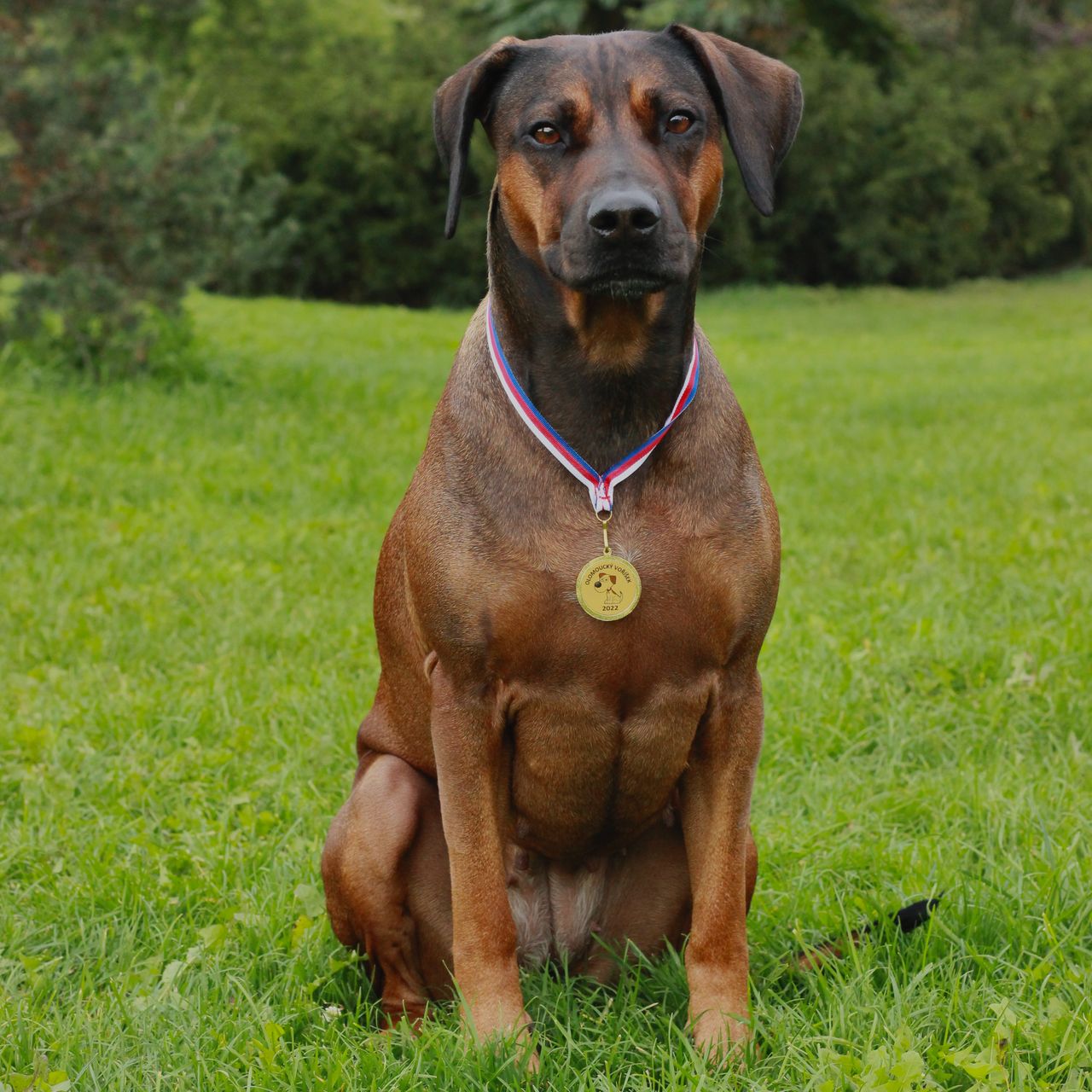 Soutěžní fotografie - LENNY,  Rhodéský ridgeback