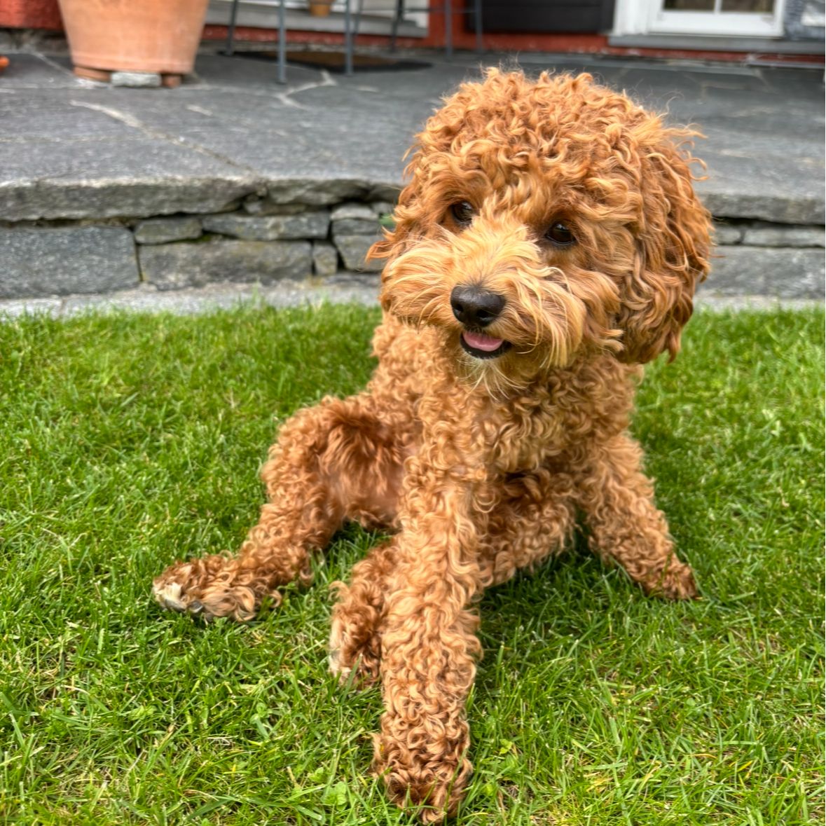 Soutěžní fotografie - Annie ,  Pudl