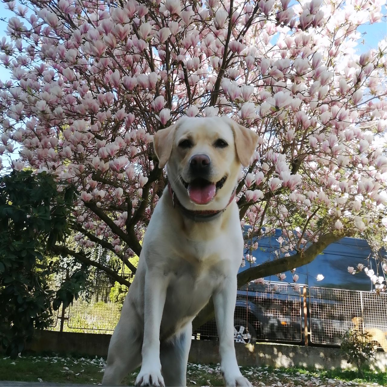 Soutěžní fotografie - Meggie,  Labradorský retriever