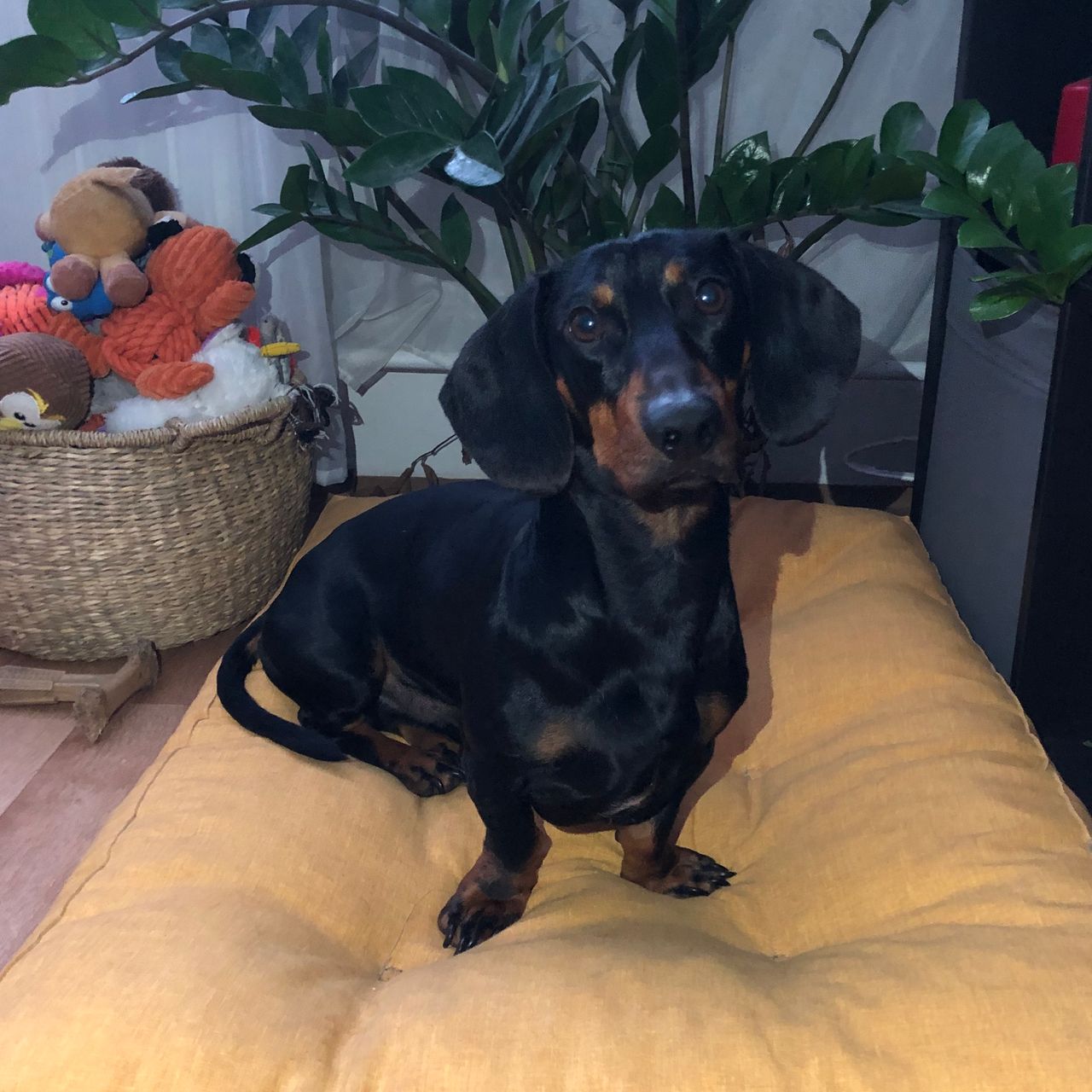 Soutěžní fotografie - Dobby,  Jezevčík