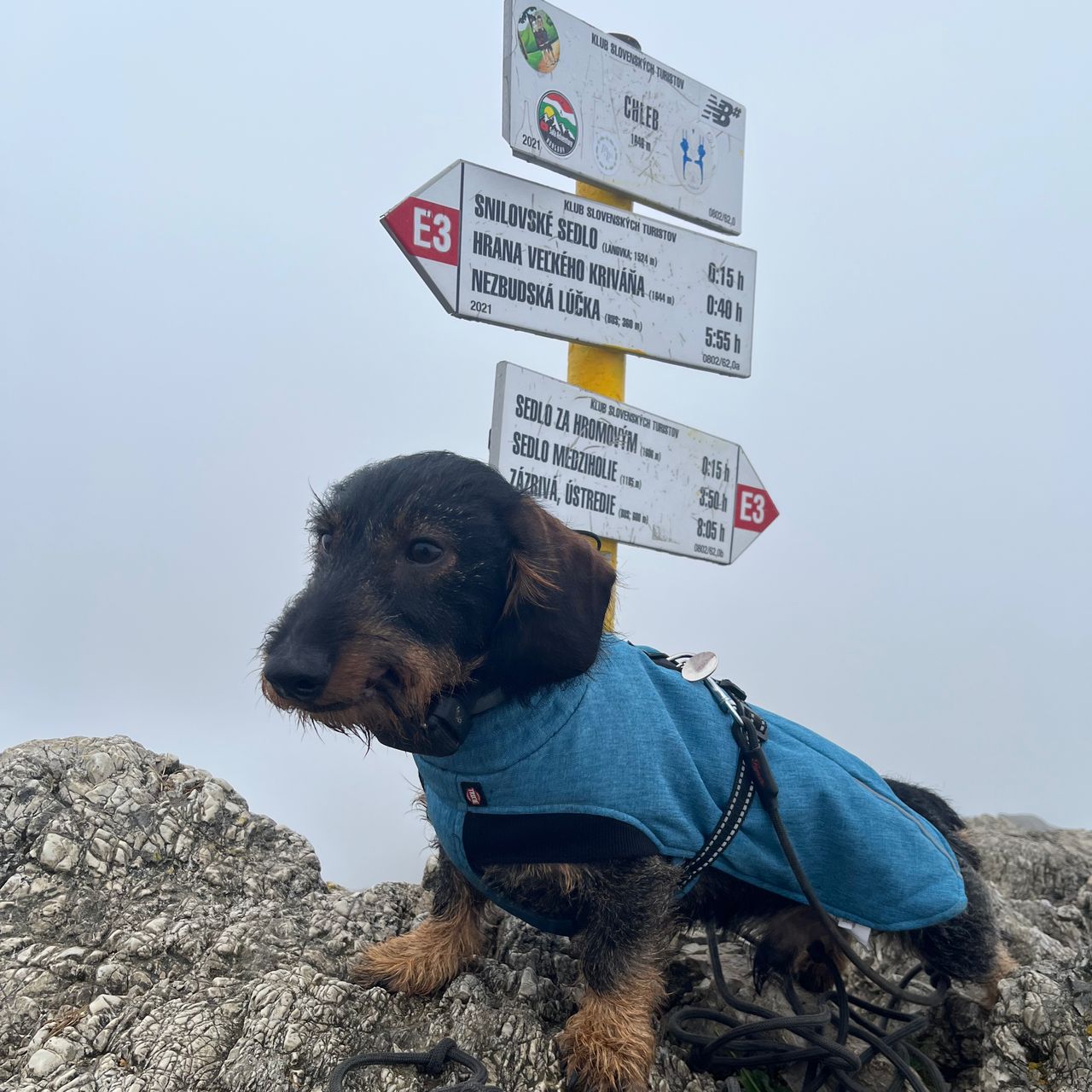Soutěžní fotografie - Ballu,  Jezevčík
