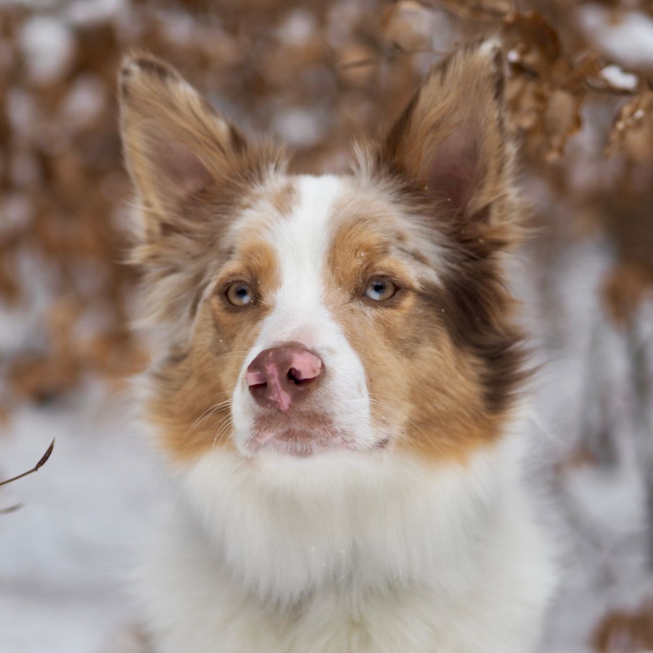 Soutěžní fotografie - Archie,  Border kolie
