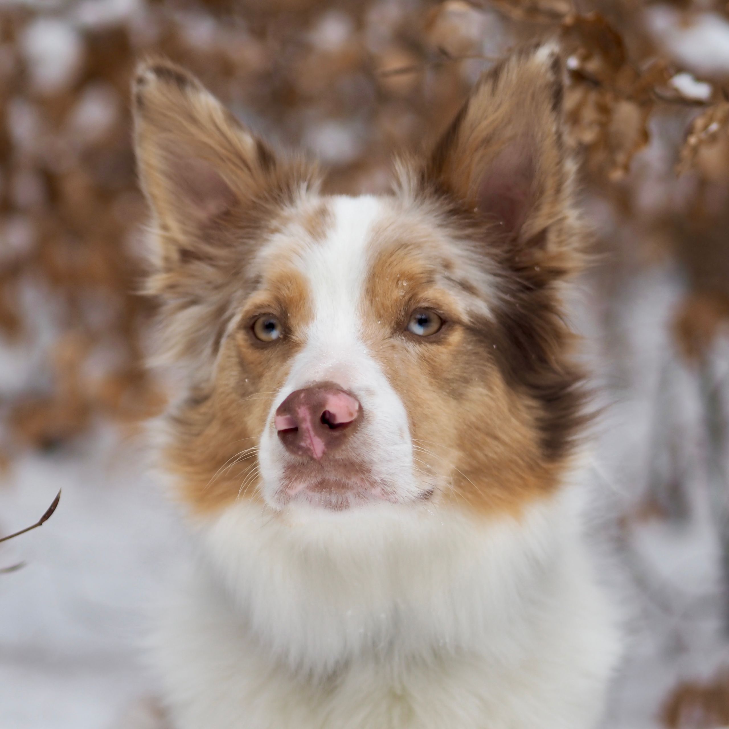 Soutěžní fotografie - Archie,  Border kolie