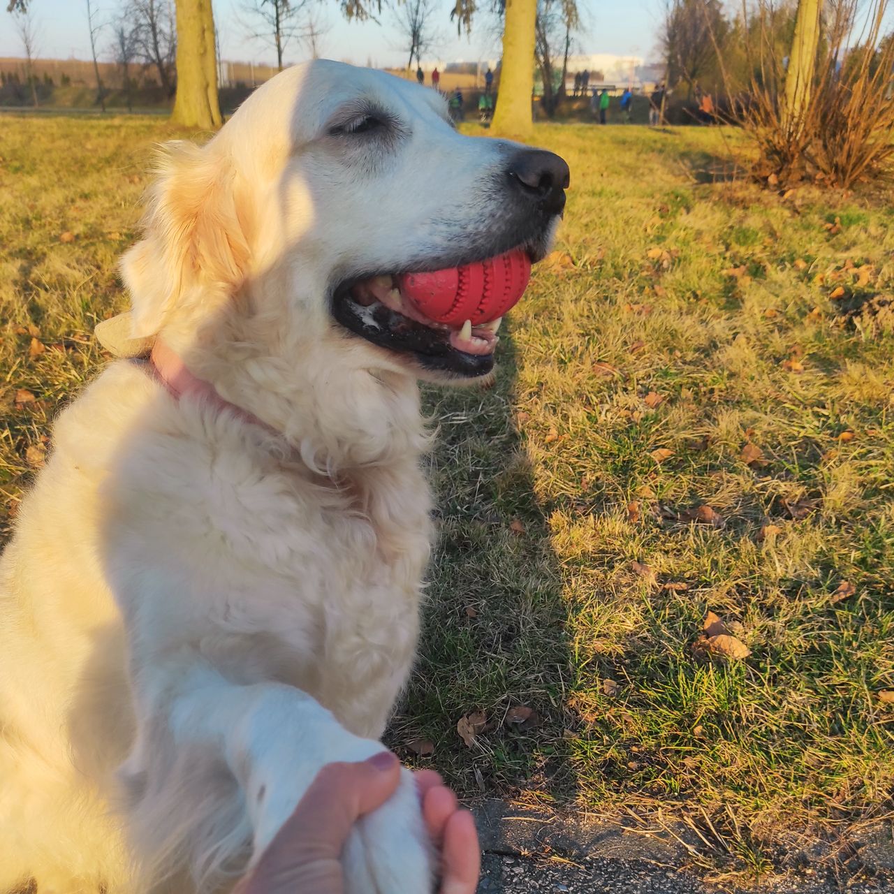 Soutěžní fotografie - Amynka ,  Zlatý retriever