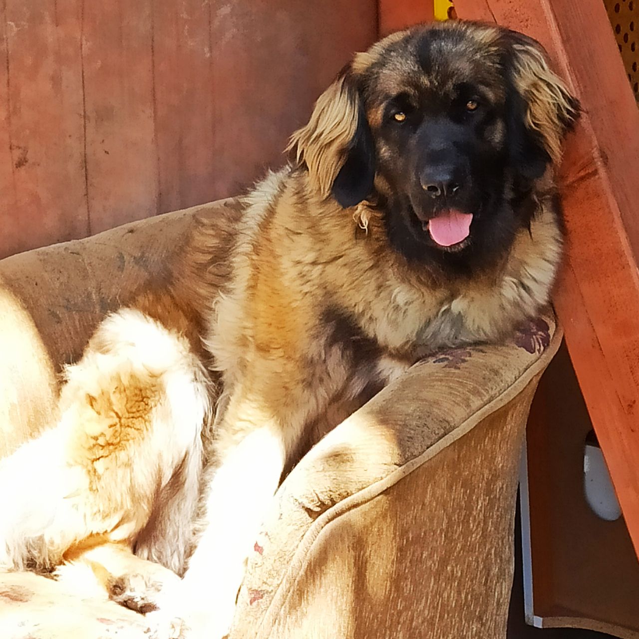 Soutěžní fotografie - Sendy,  Leonberger