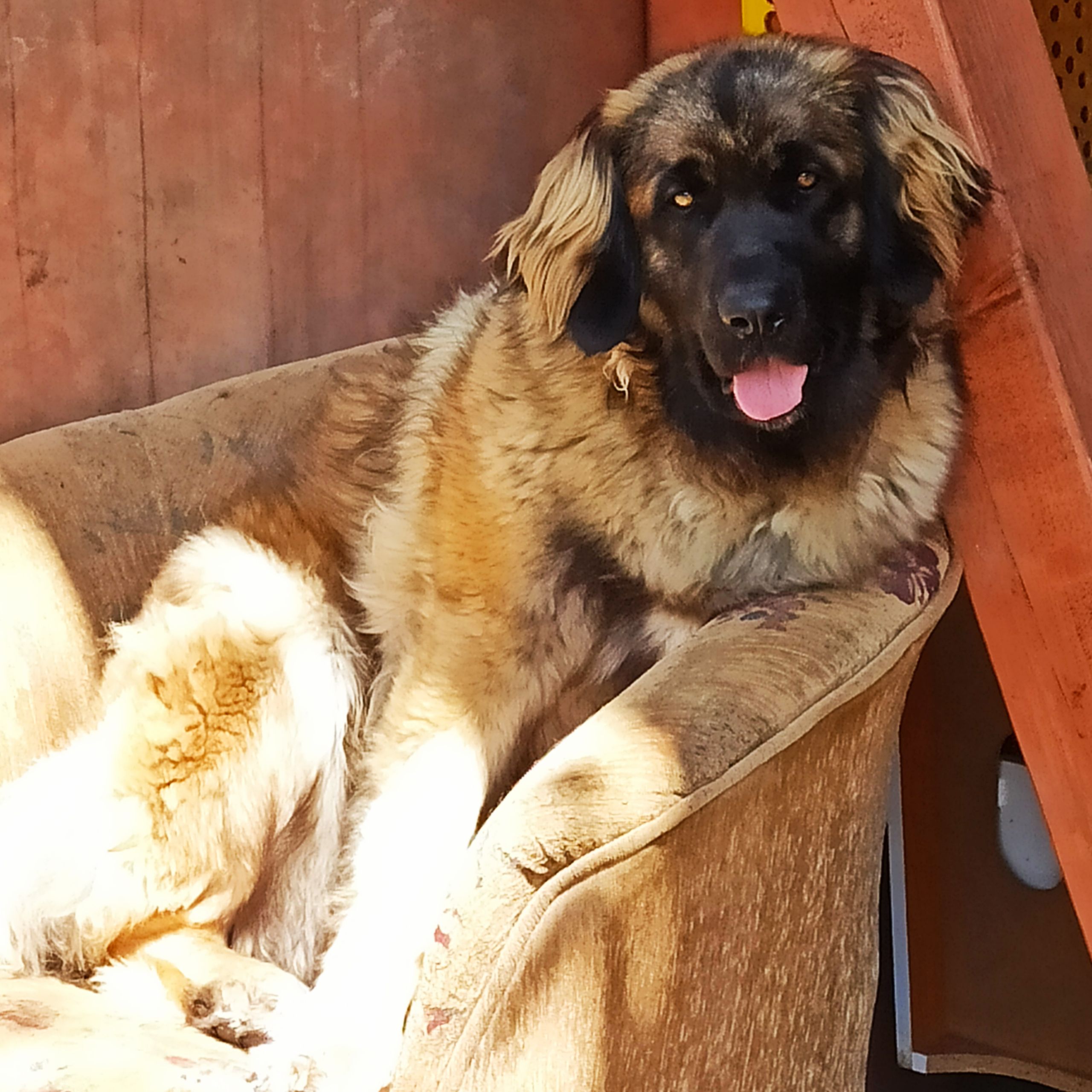 Soutěžní fotografie - Sendy,  Leonberger