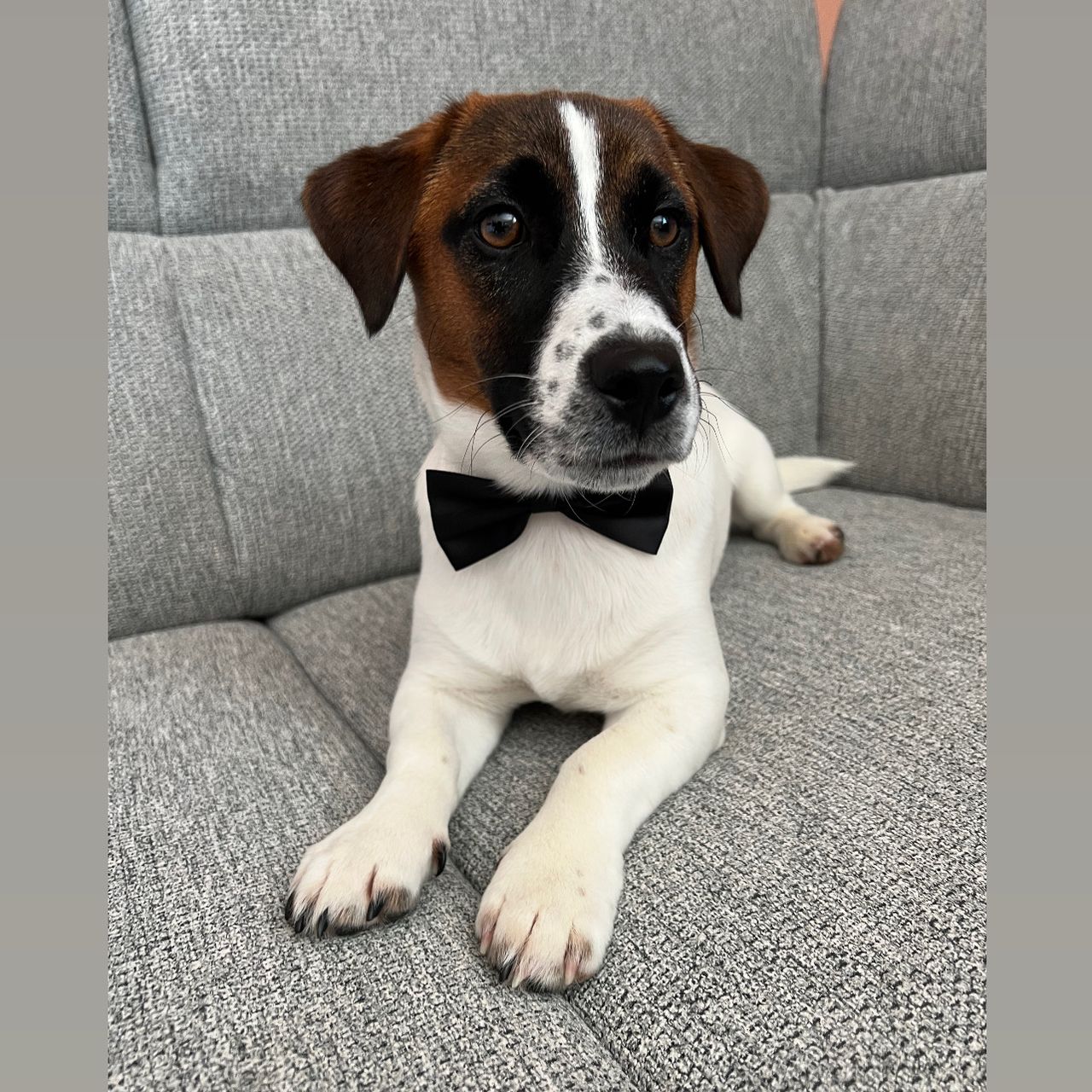 Soutěžní fotografie - Archie,  Jack Russell Teriér